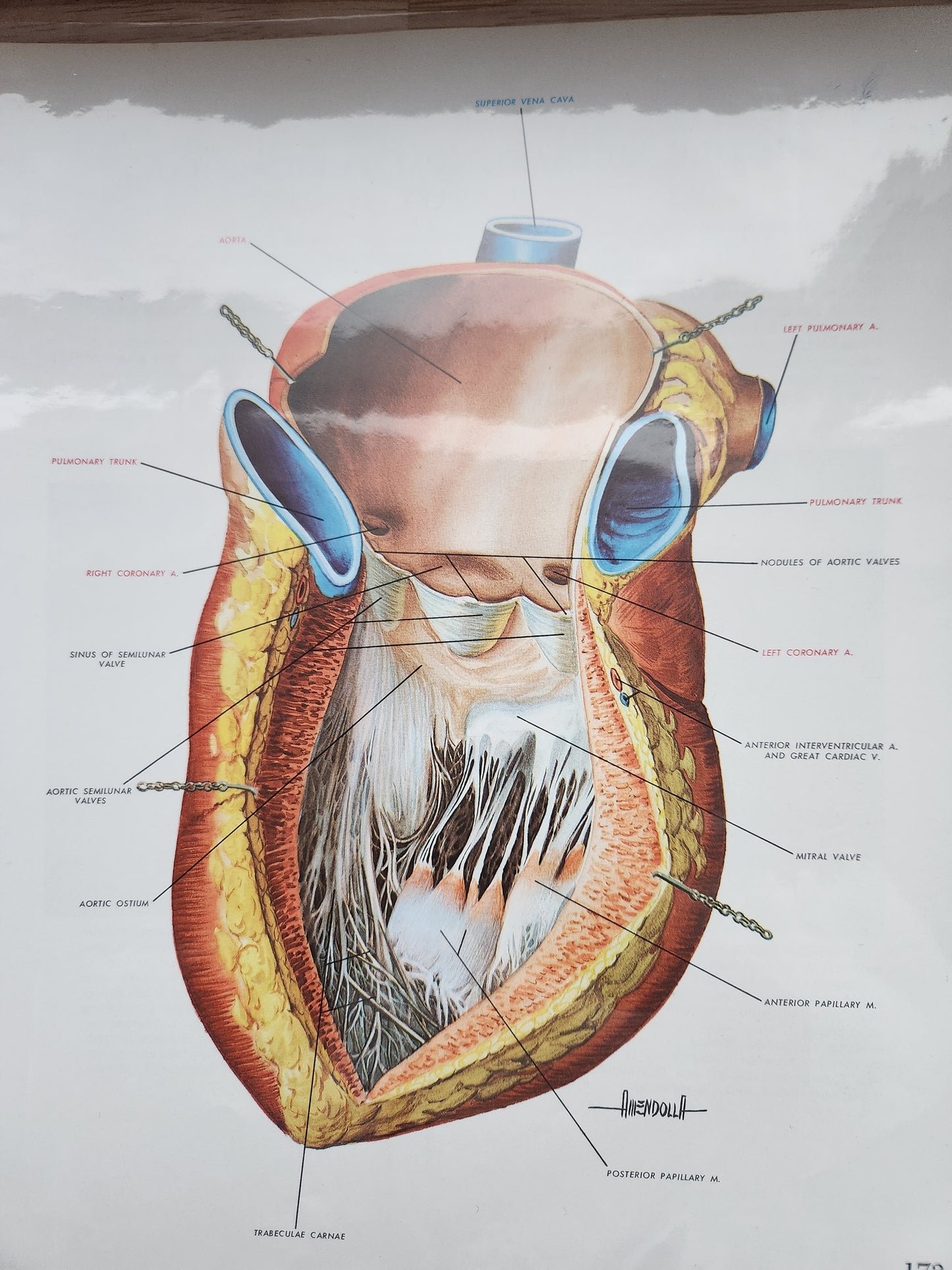 Anatomical Diagram Prints