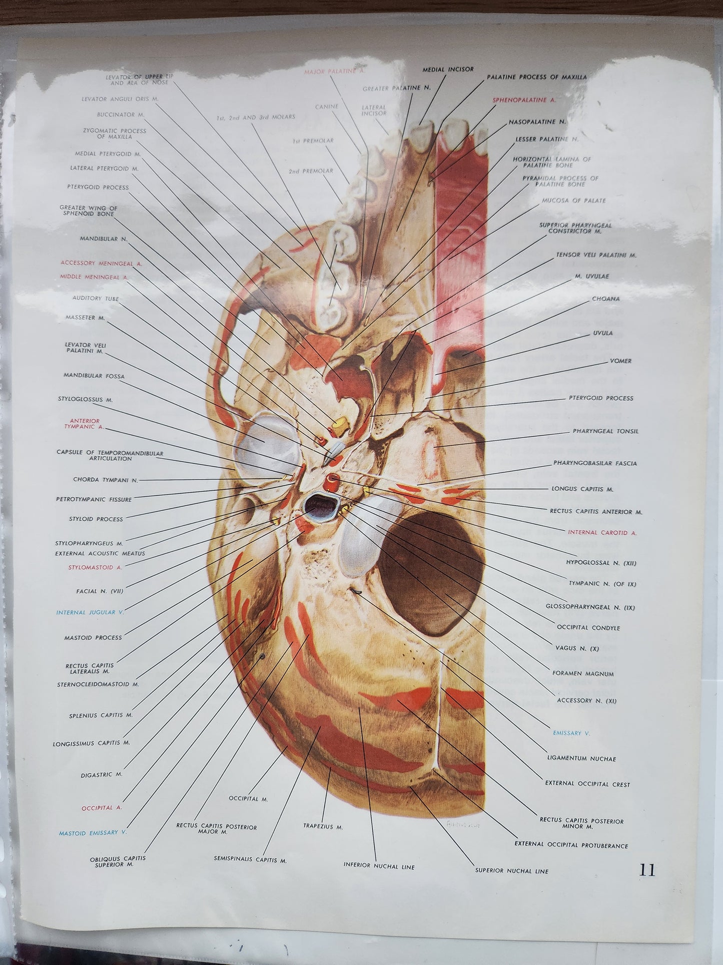 Anatomical Diagram Prints