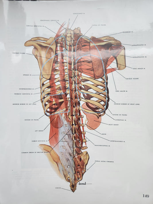 Anatomical Diagram Prints