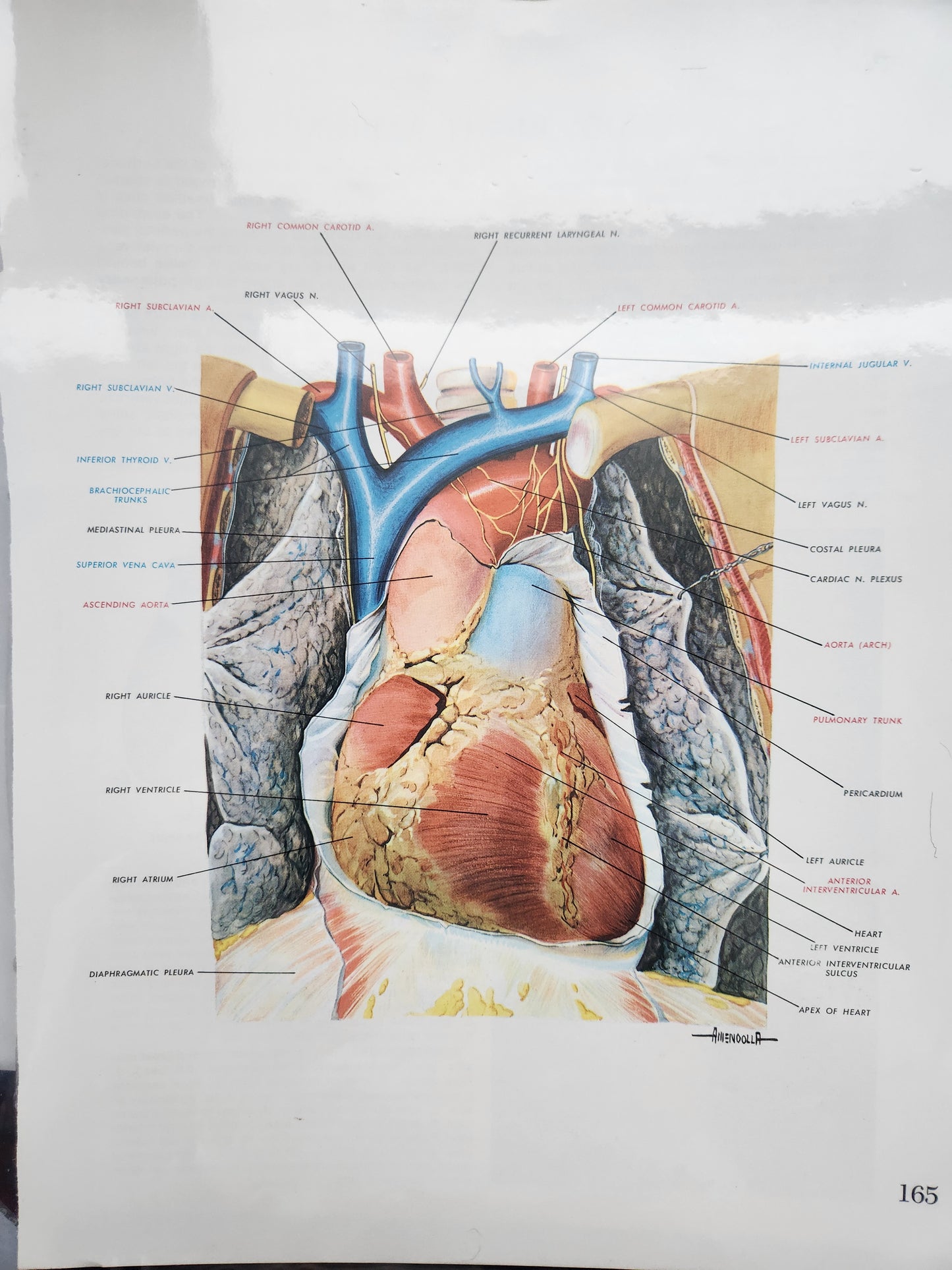 Anatomical Diagram Prints