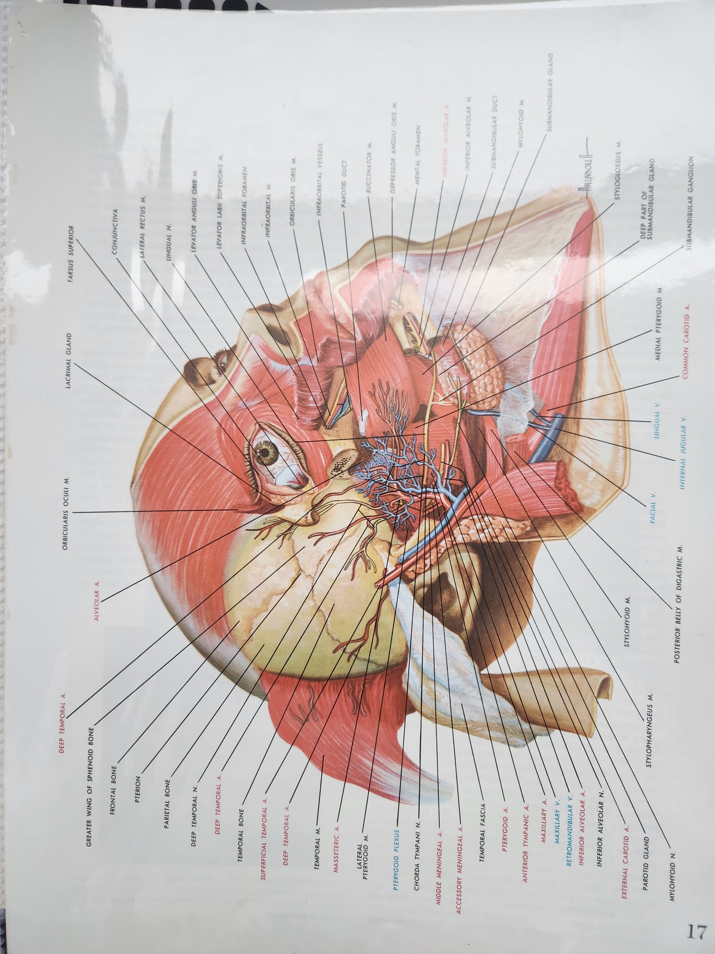 Anatomical Diagram Prints