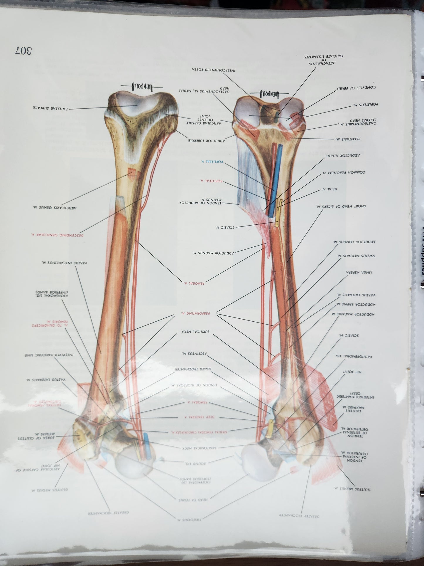 Anatomical Diagram Prints