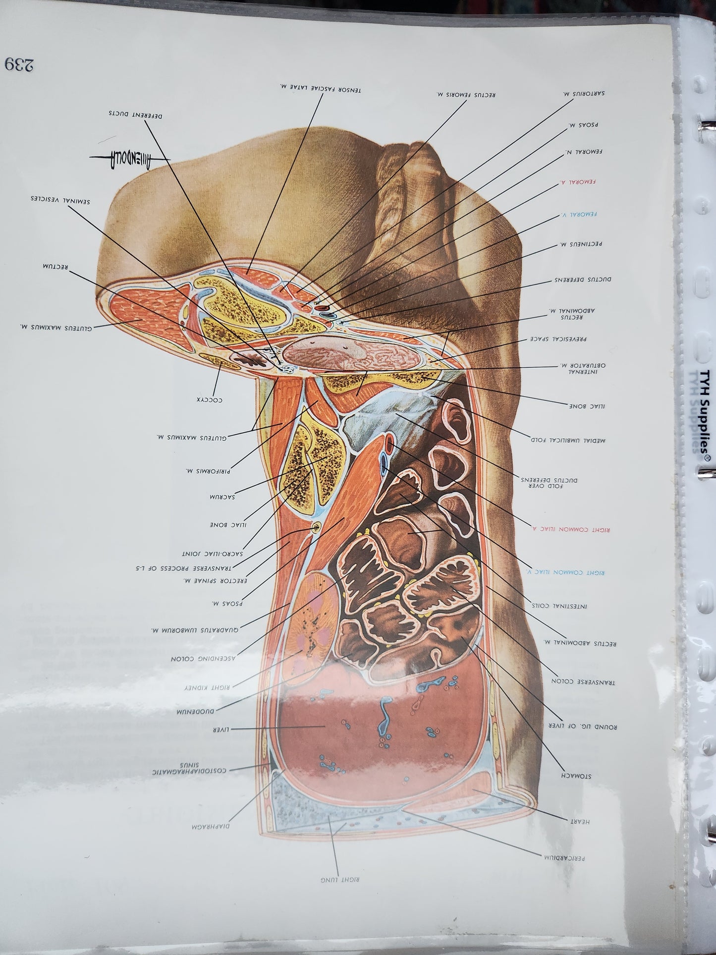 Anatomical Diagram Prints