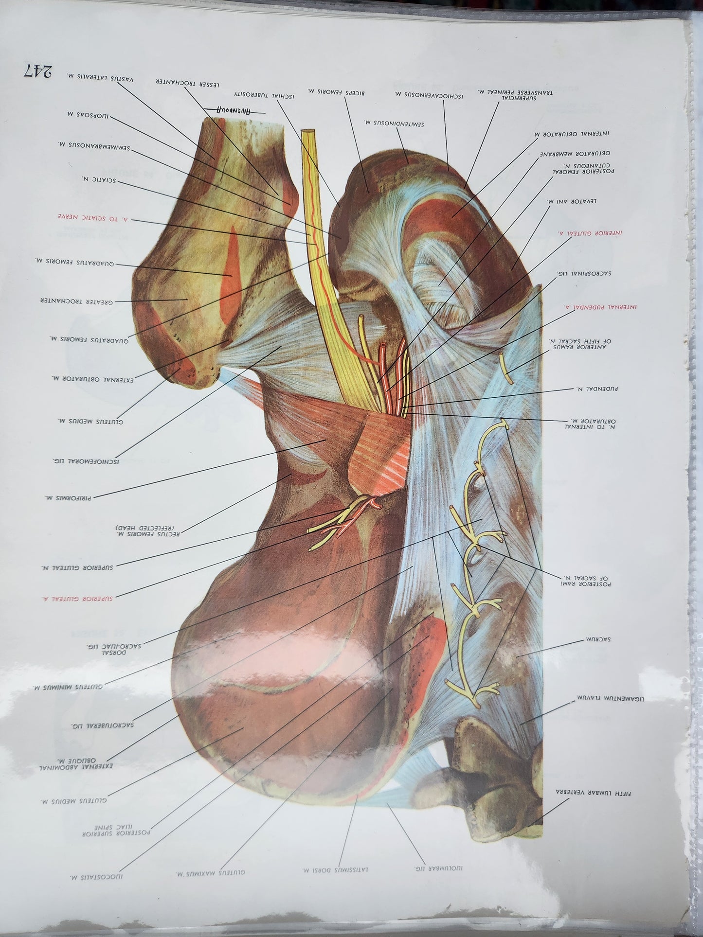 Anatomical Diagram Prints
