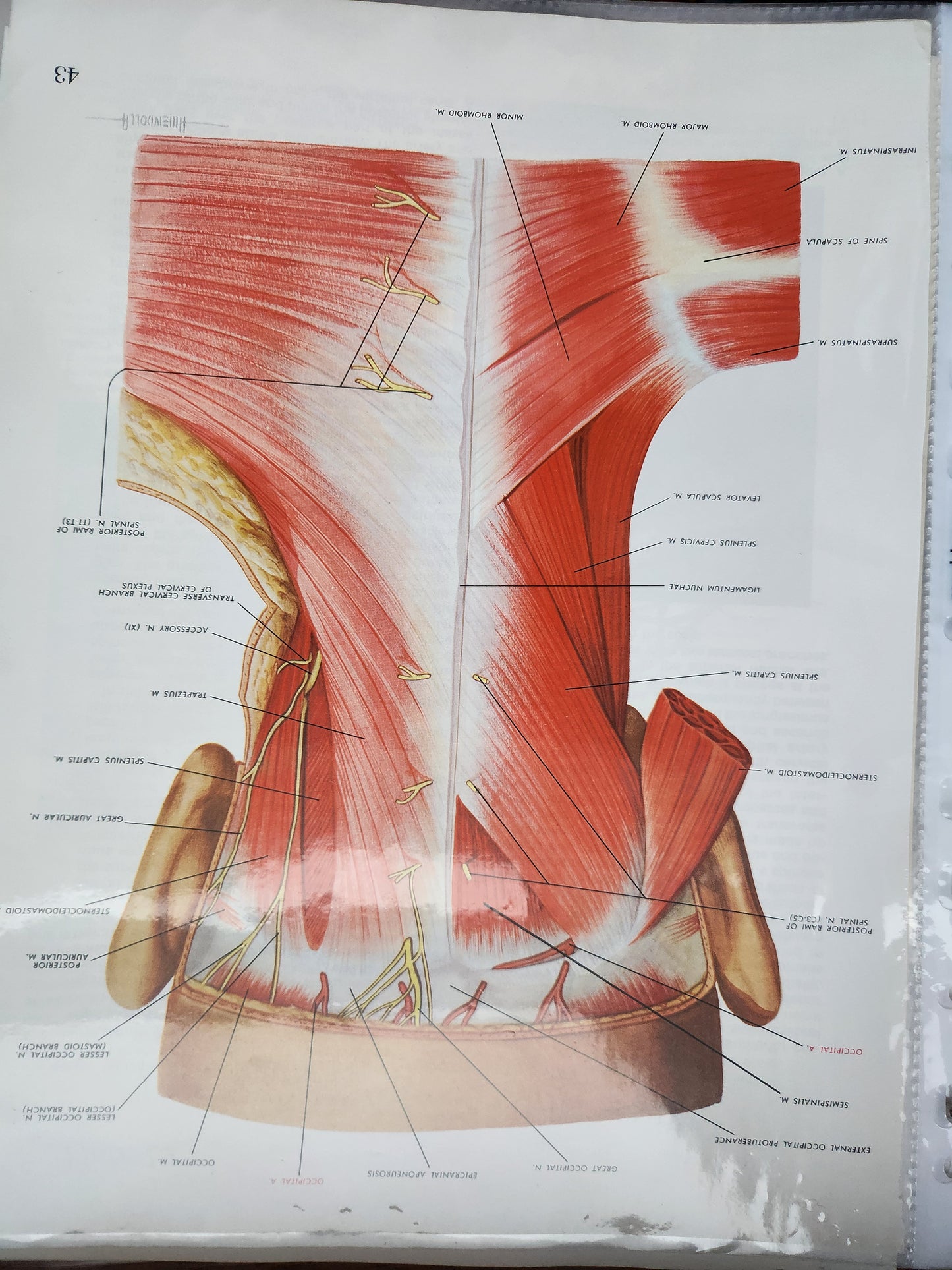 Anatomical Diagram Prints