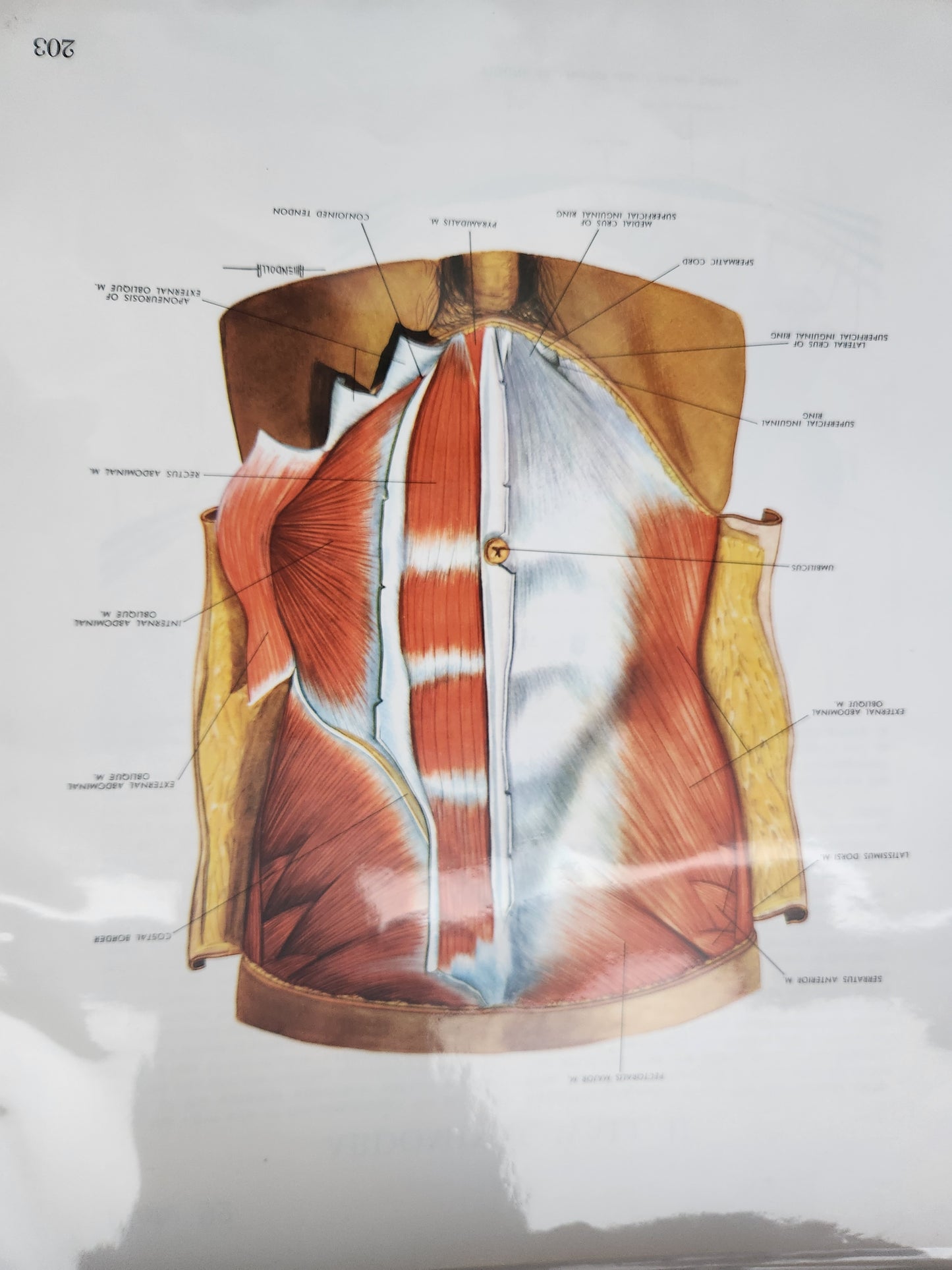 Anatomical Diagram Prints