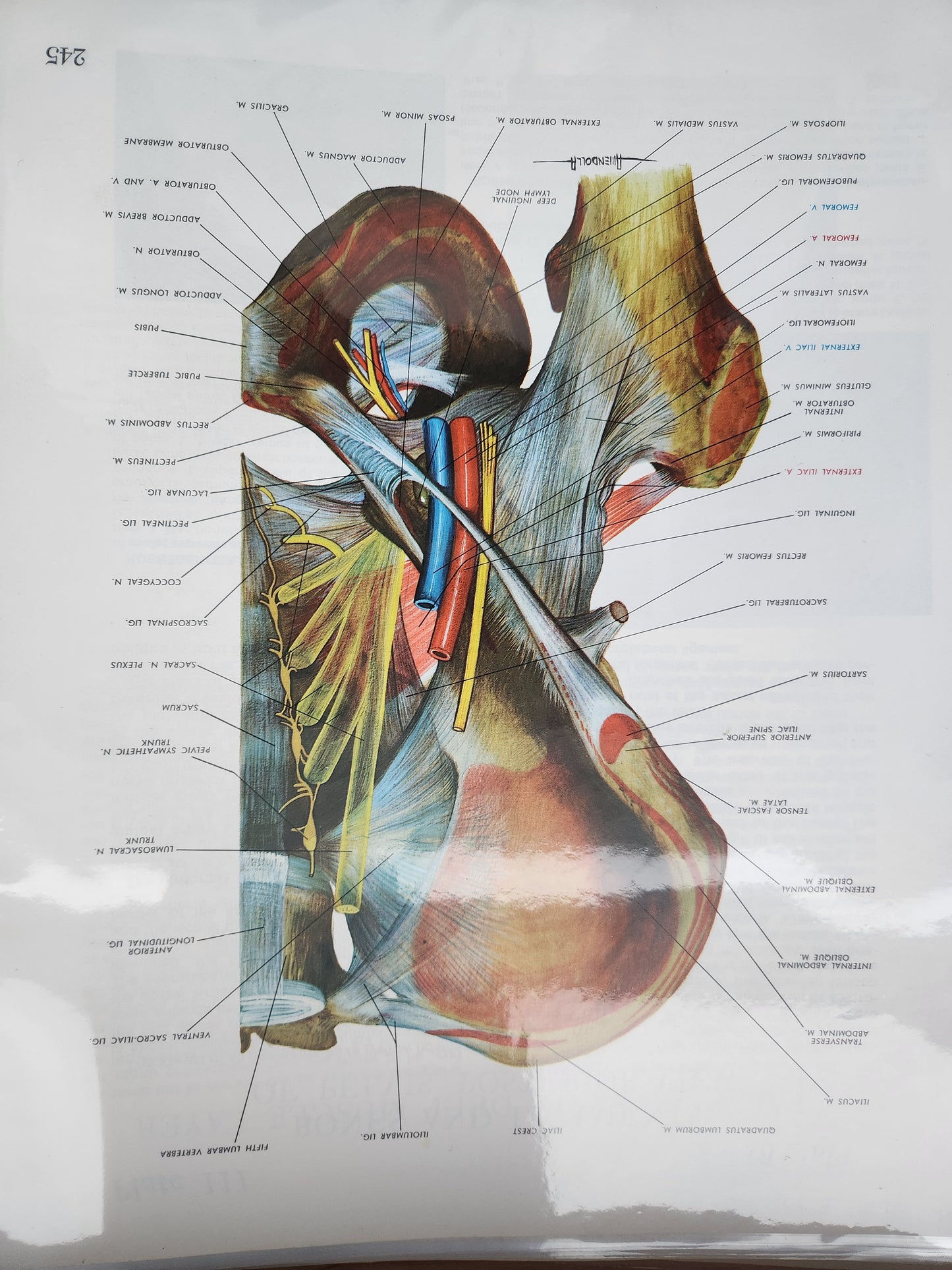 Anatomical Diagram Prints