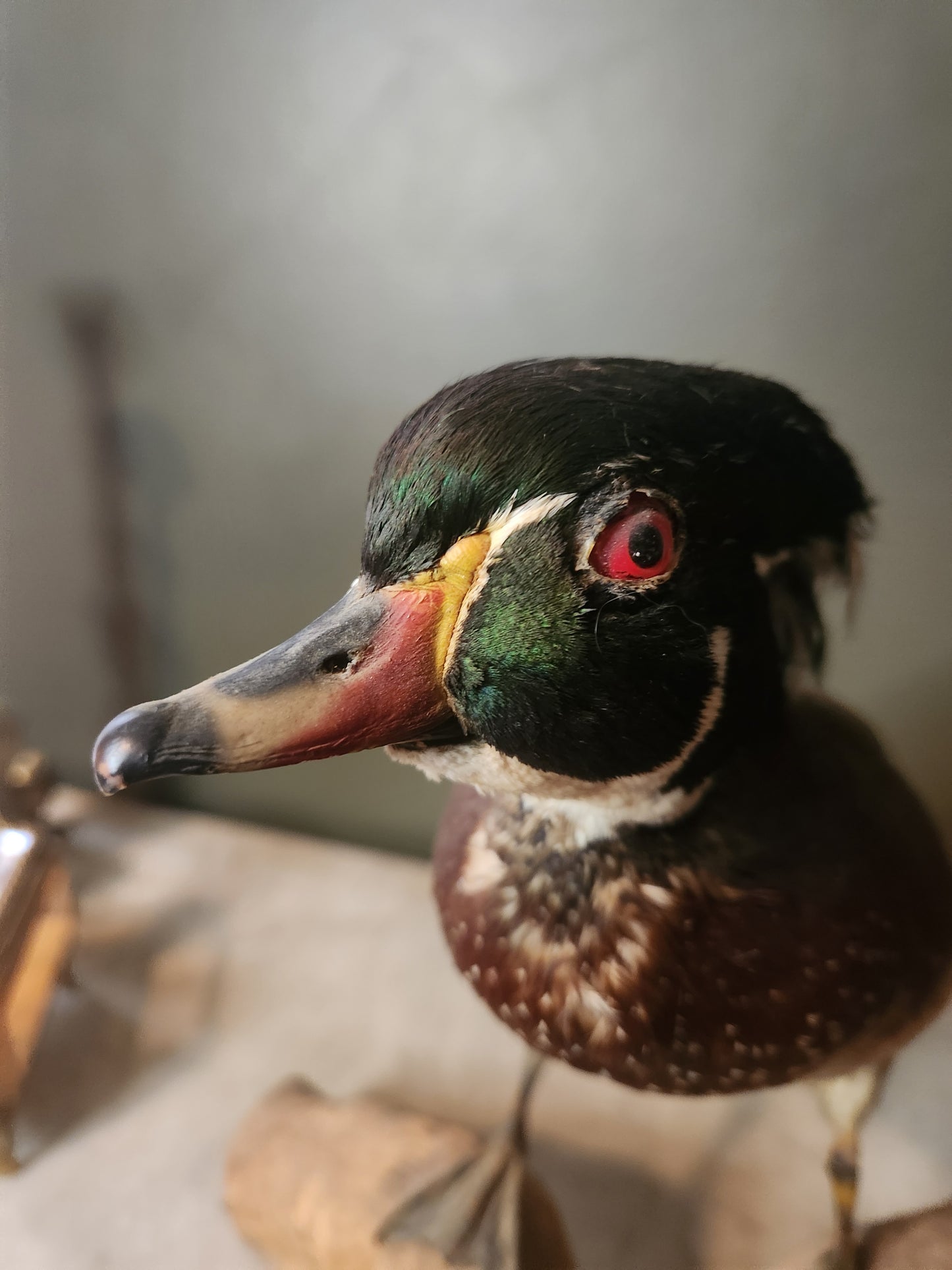 Beautiful taxidermy wood duck