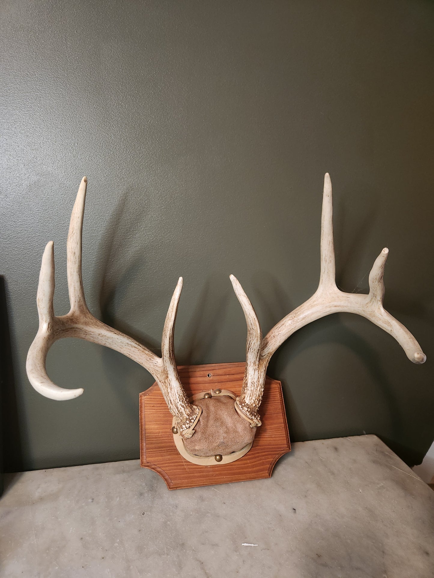 Full set, 8 point antlers mounted