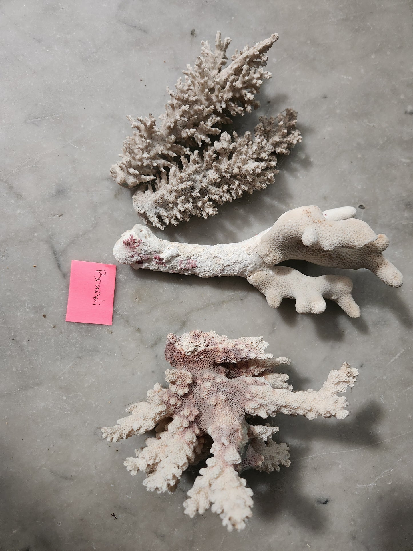 Coral for Brandi