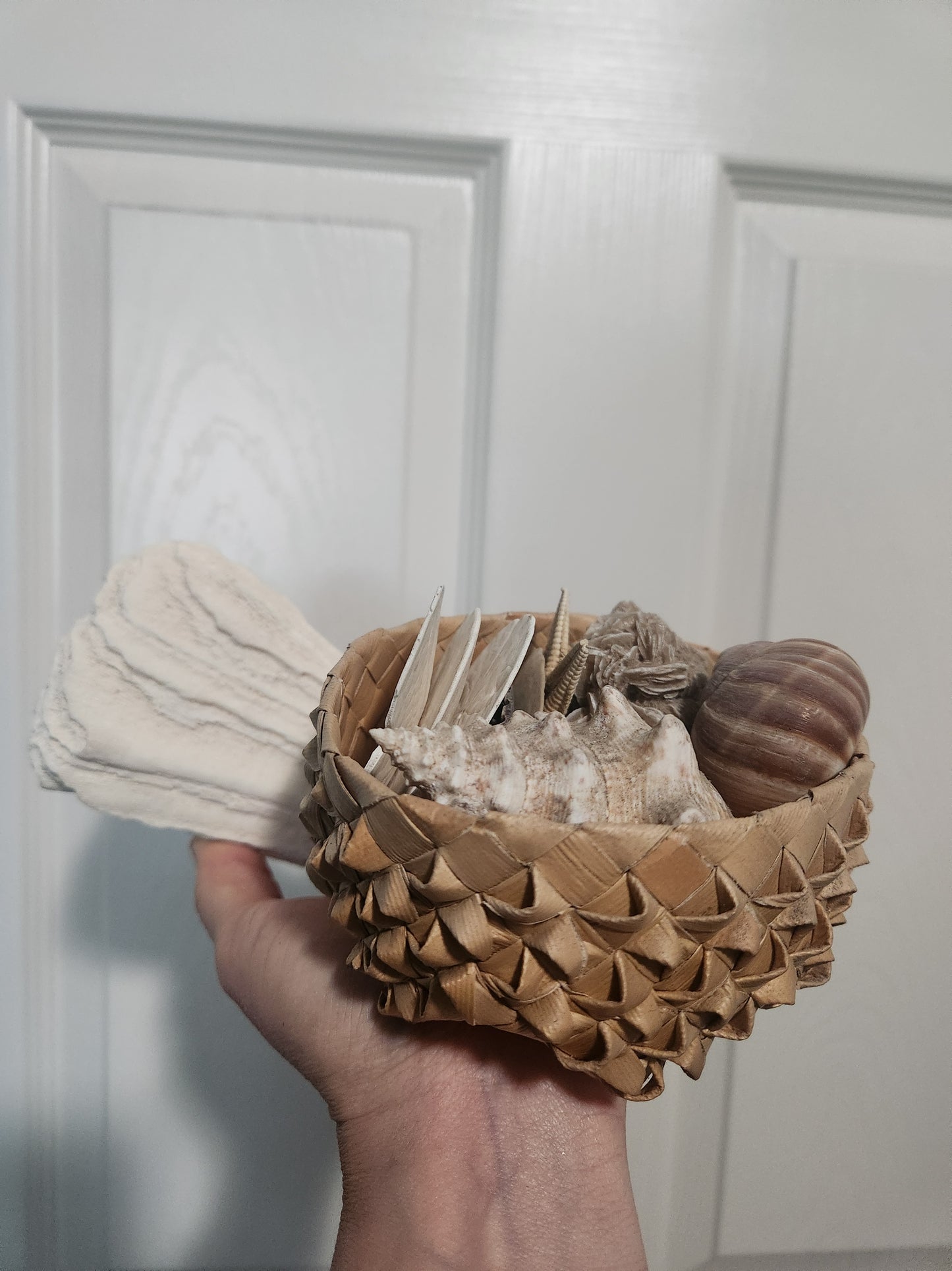 Shells/coral for noweta