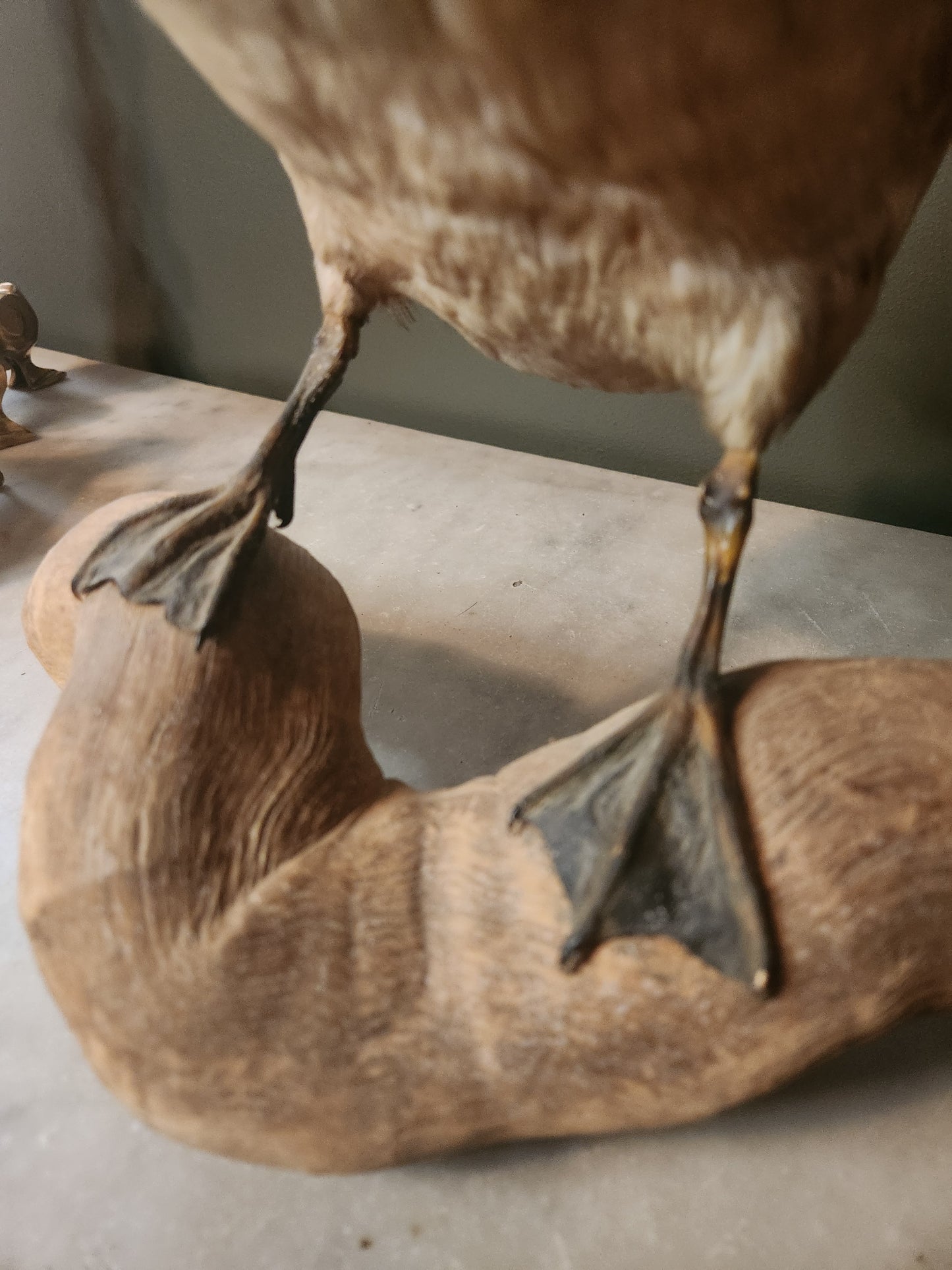 Beautiful taxidermy wood duck