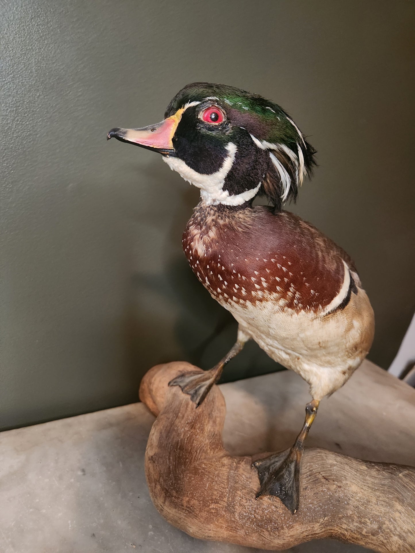 Beautiful taxidermy wood duck
