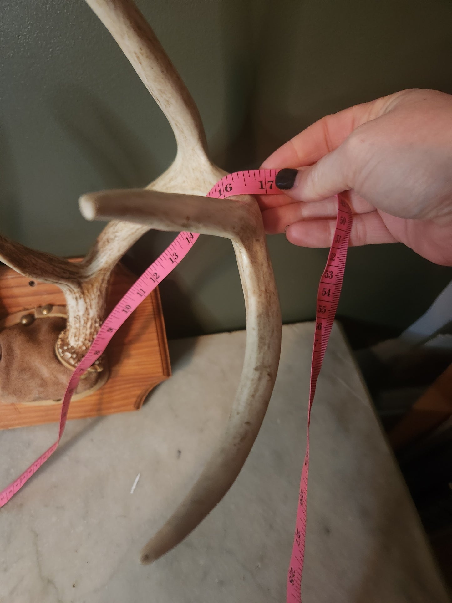 Full set, 8 point antlers mounted