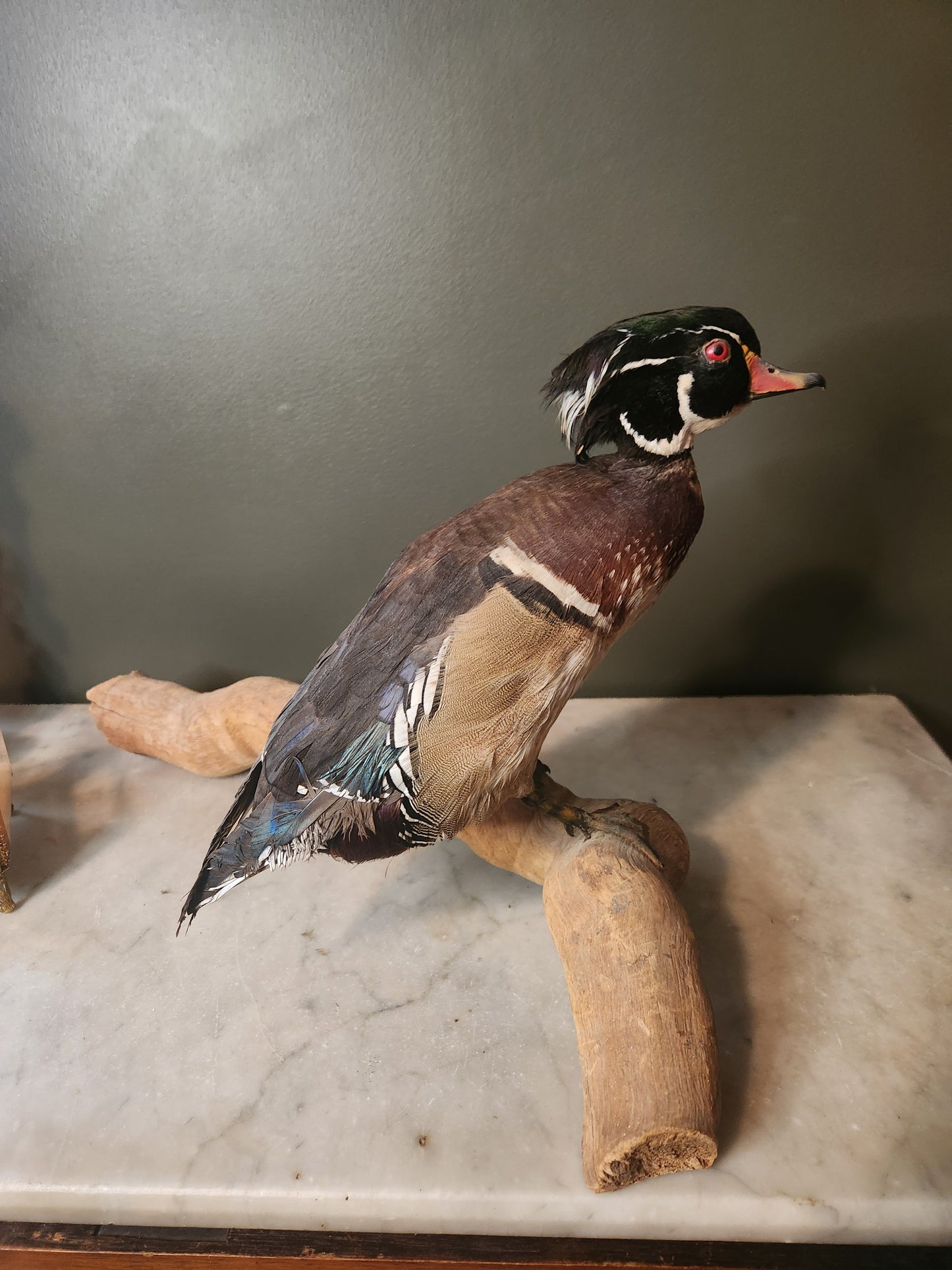 Beautiful taxidermy wood duck