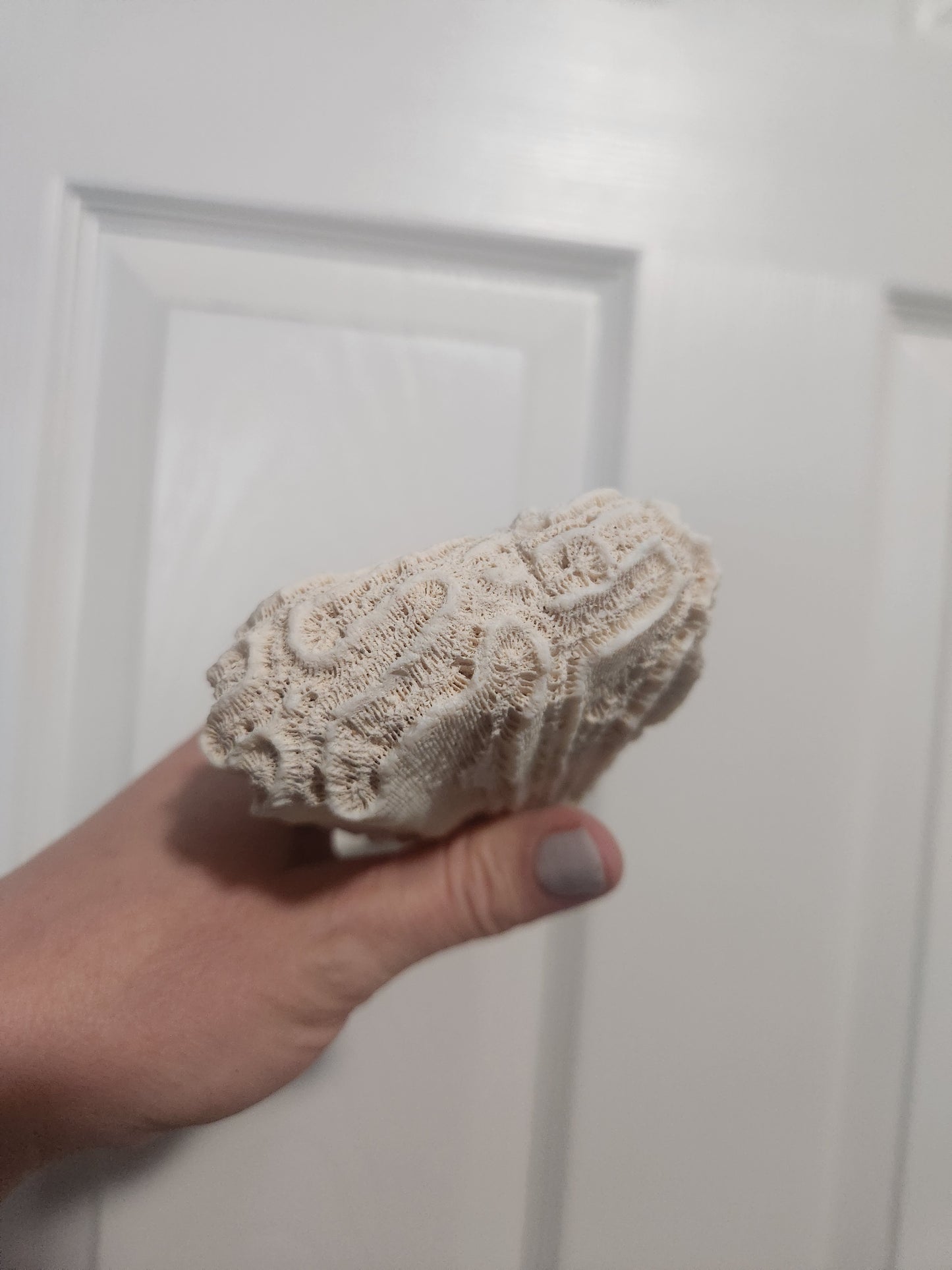 Shells/coral for noweta