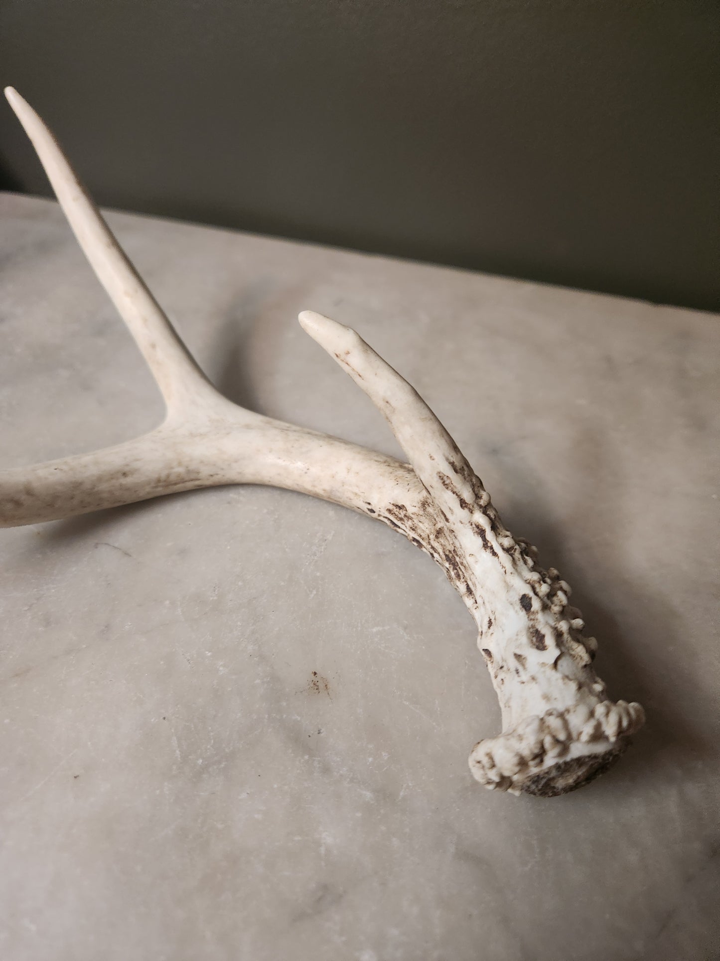 Shed Antler