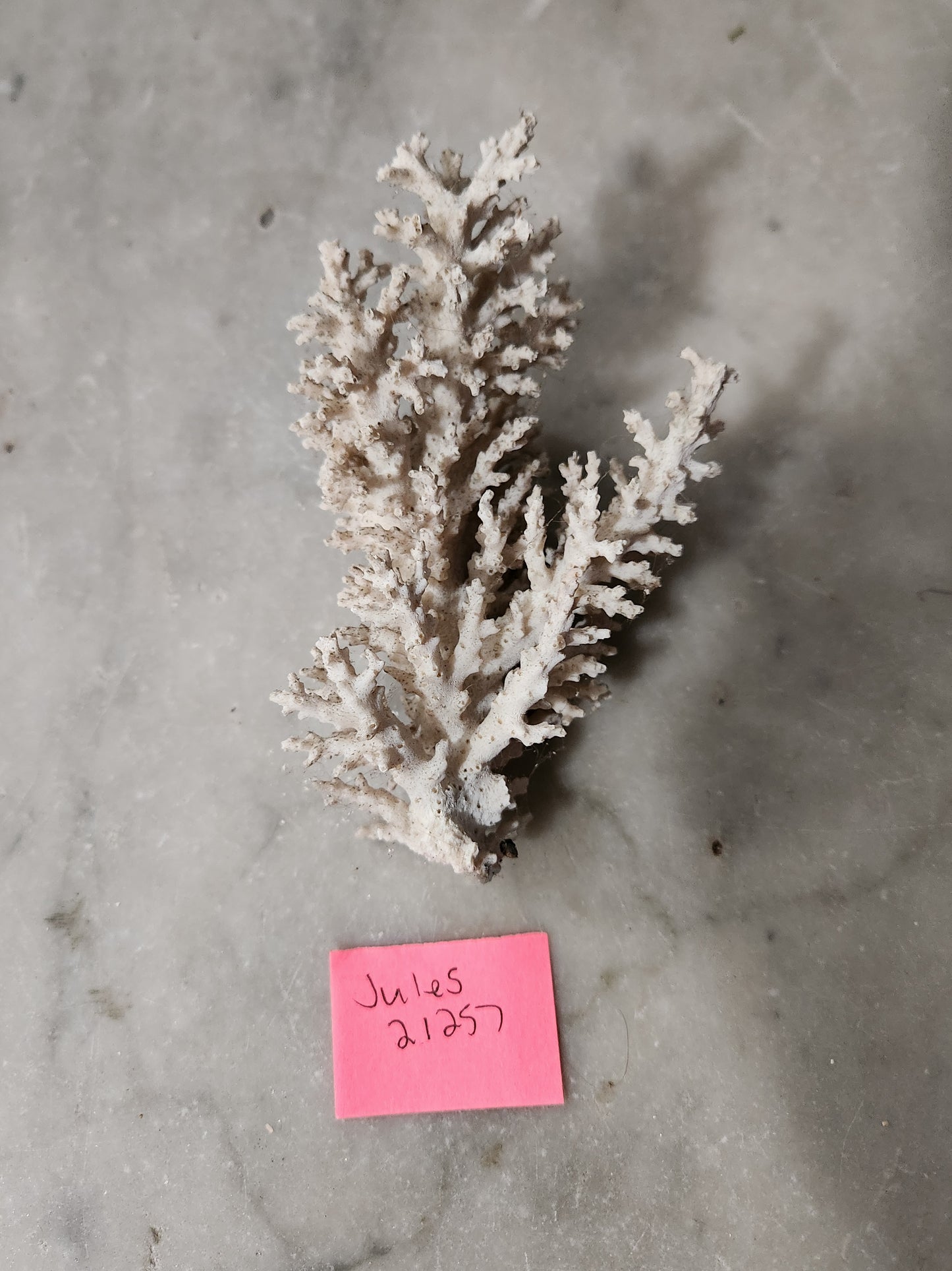 Coral for Jules
