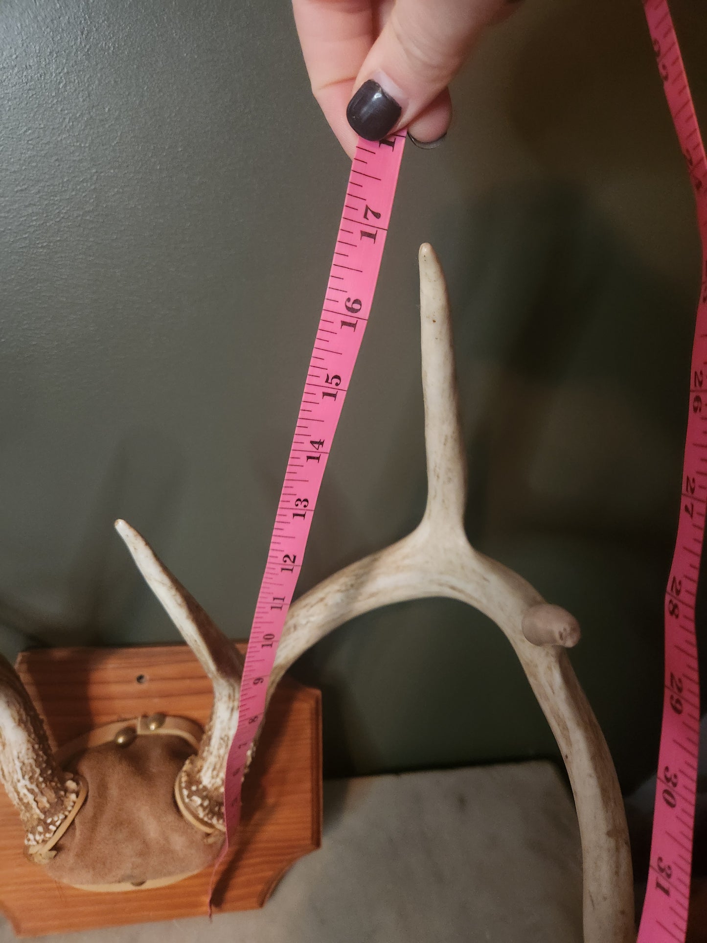 Full set, 8 point antlers mounted