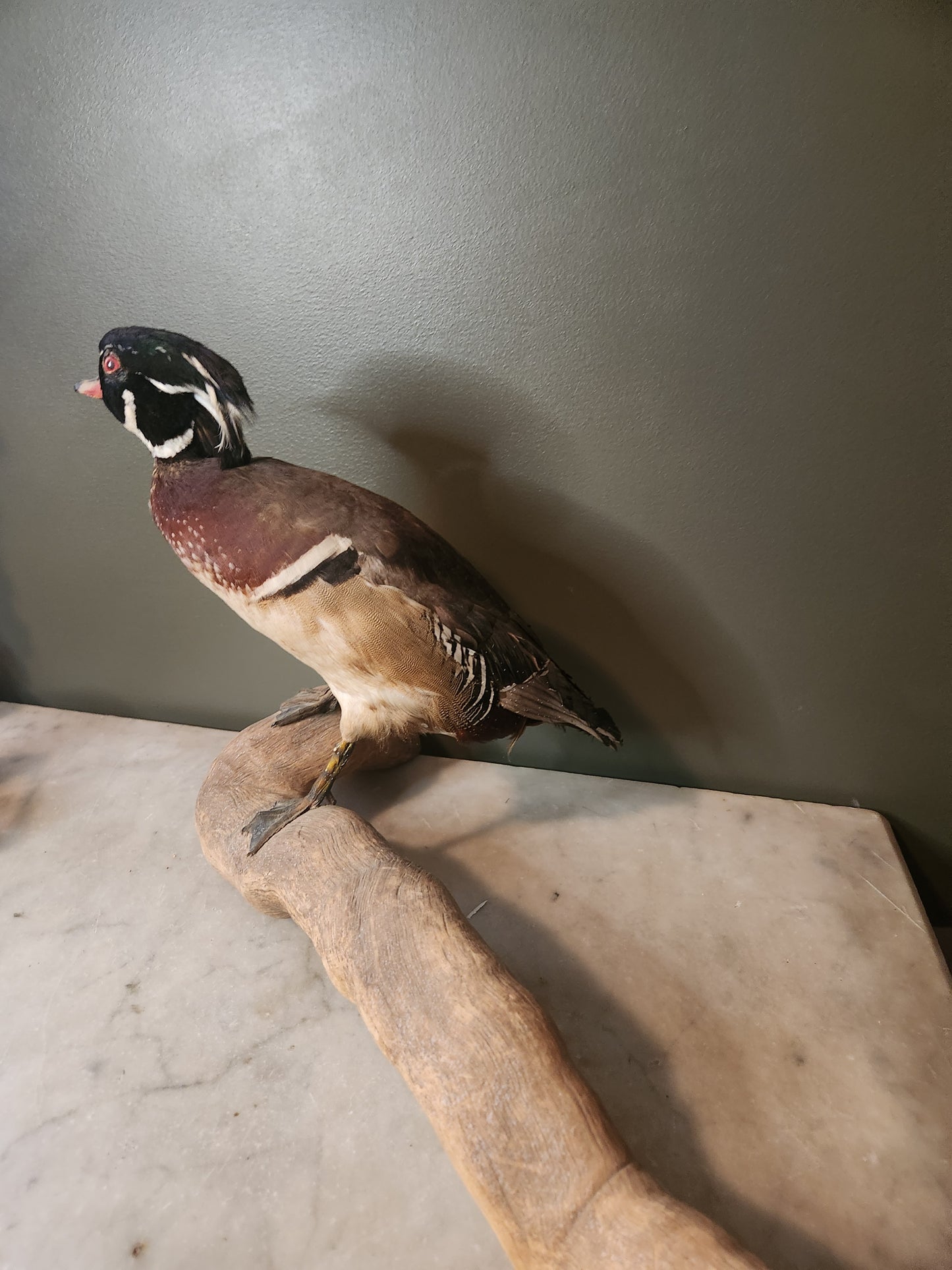 Beautiful taxidermy wood duck