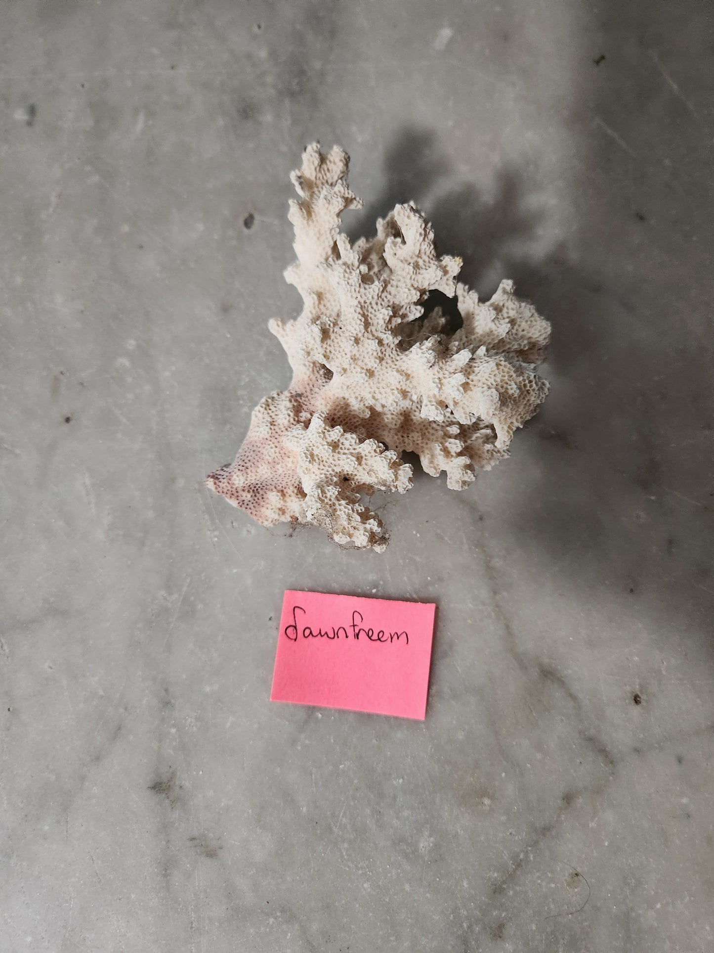 Coral for Dawn