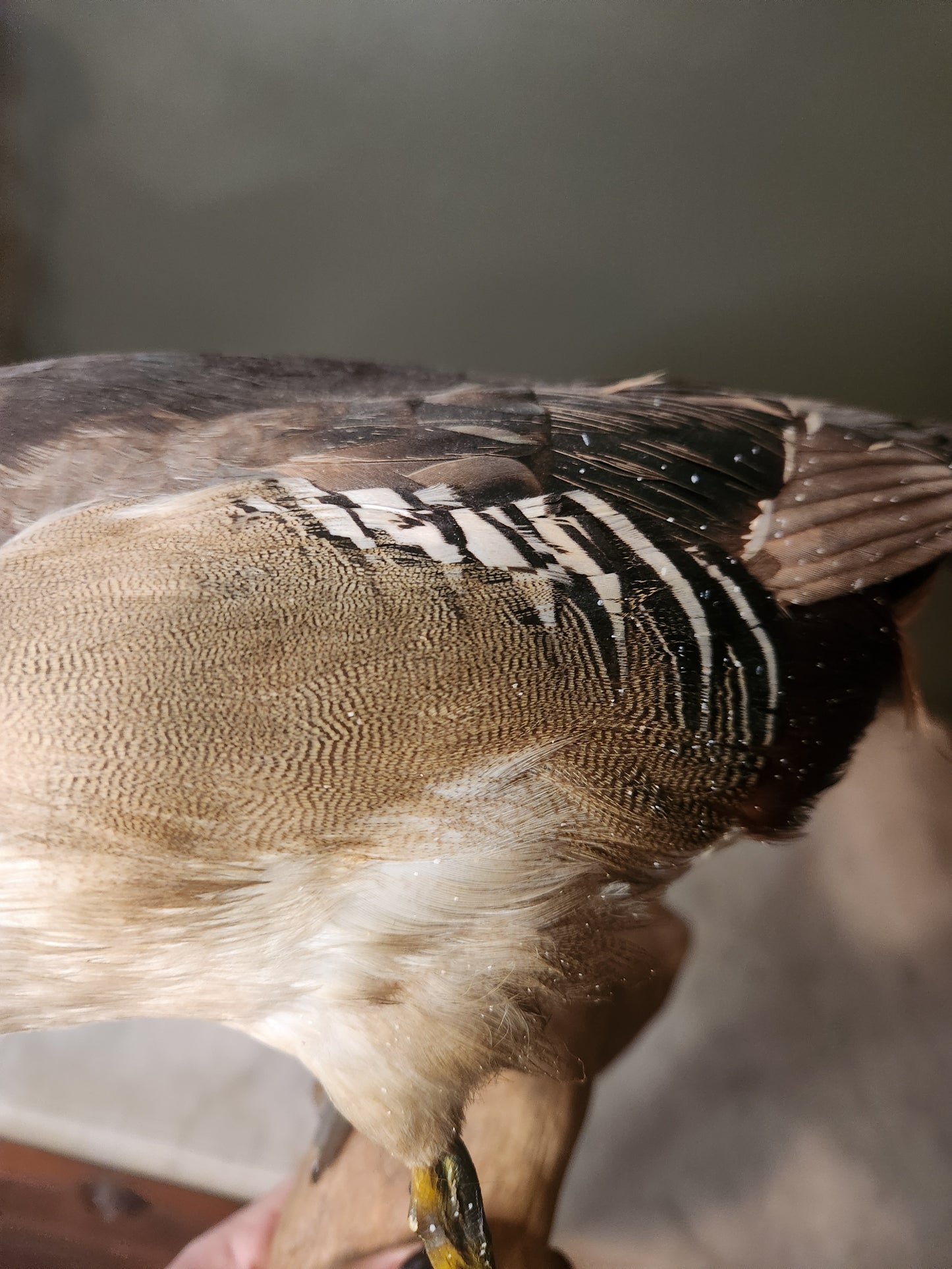 Beautiful taxidermy wood duck