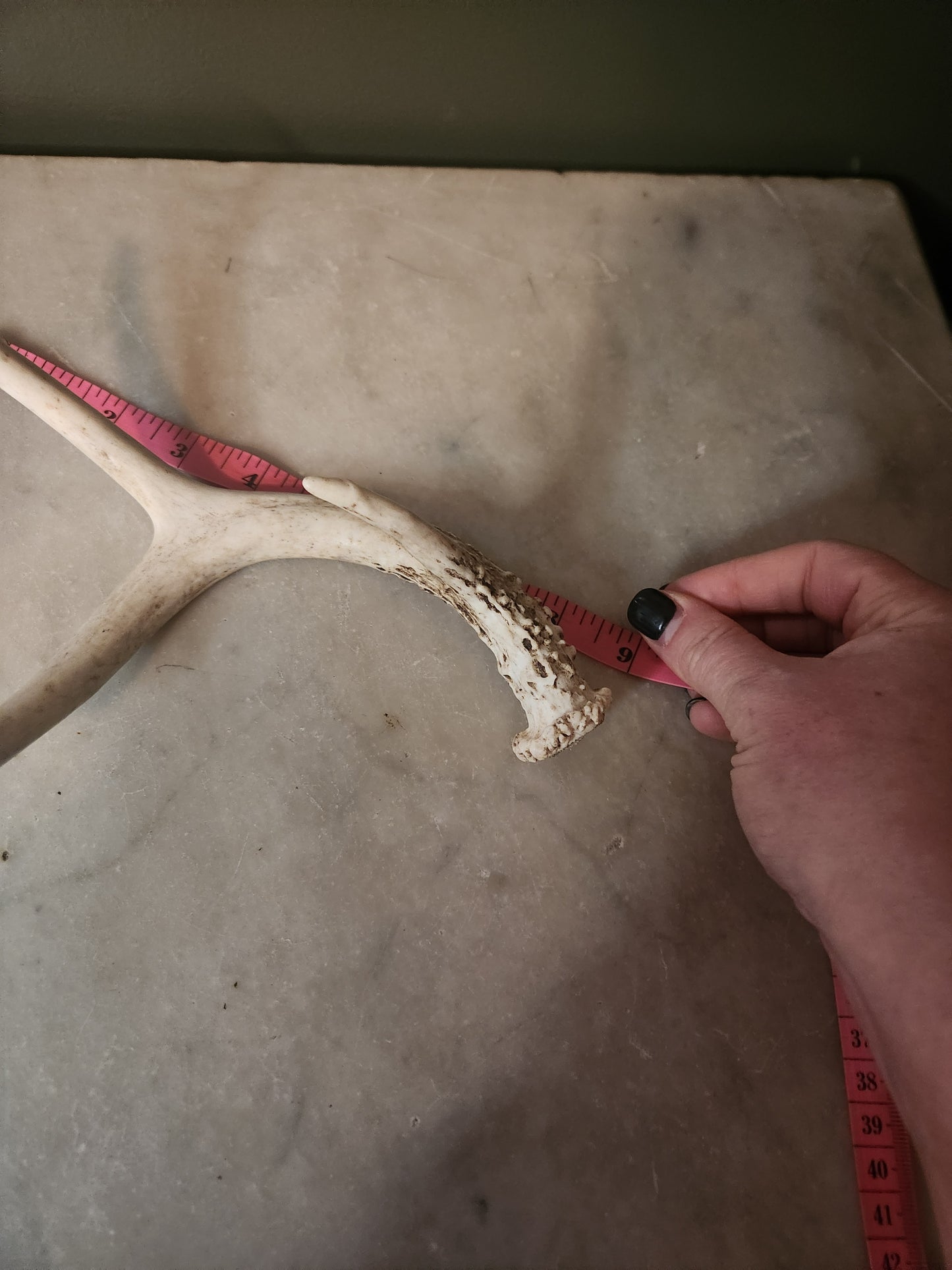 Shed Antler