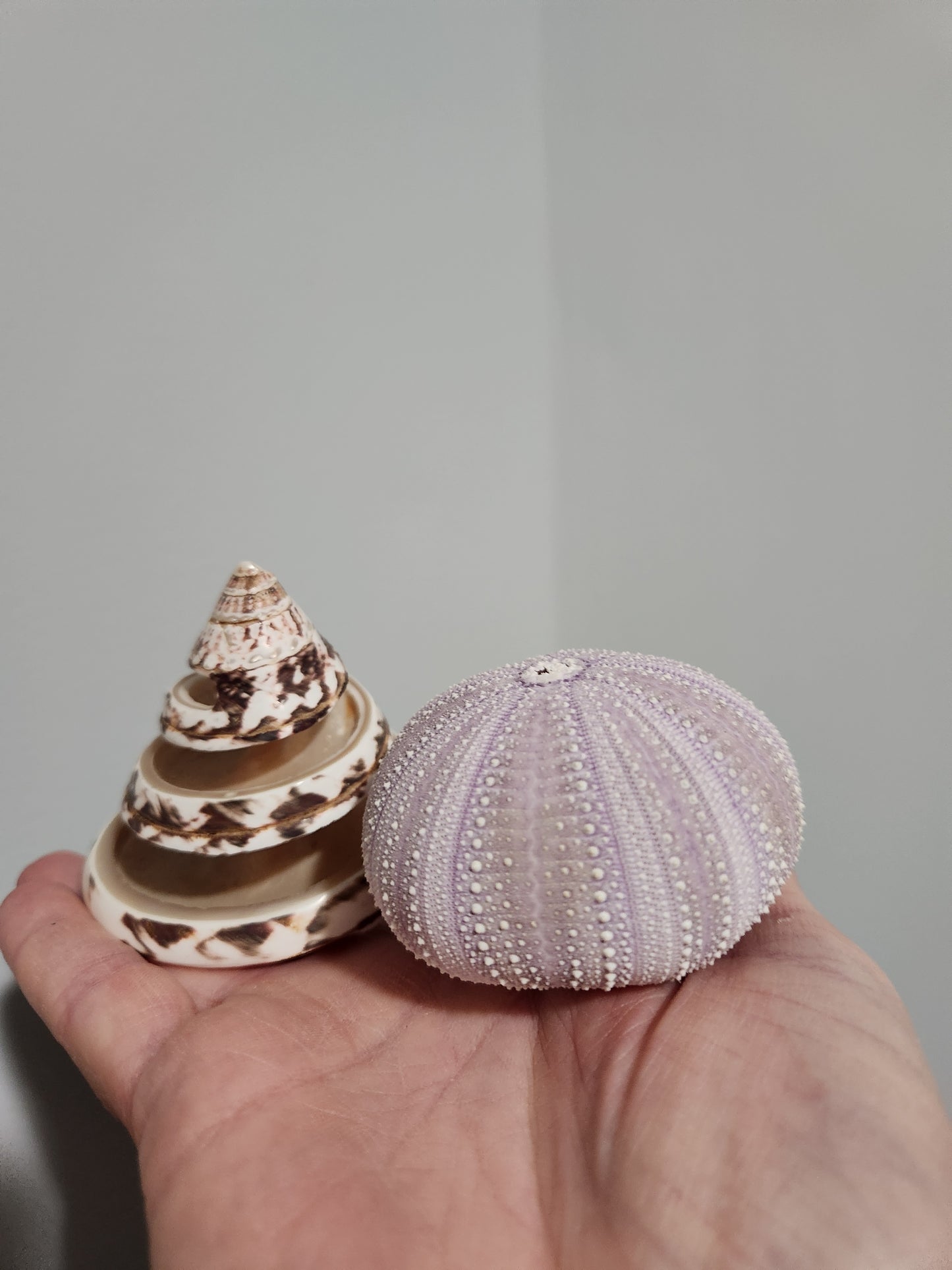 Shells for Rosa