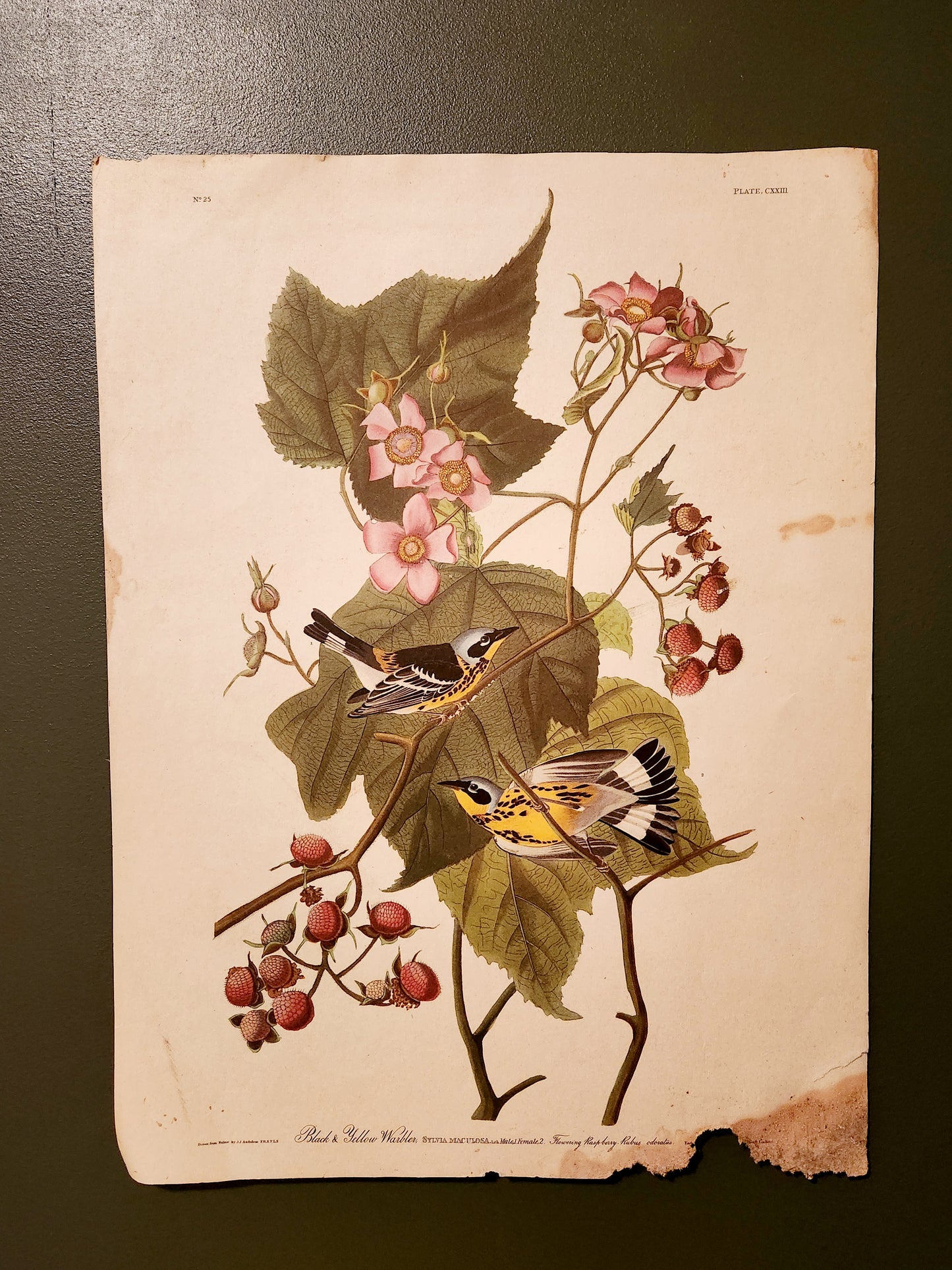 Black and Yellow Warbler CXXIII John James Audubon Print