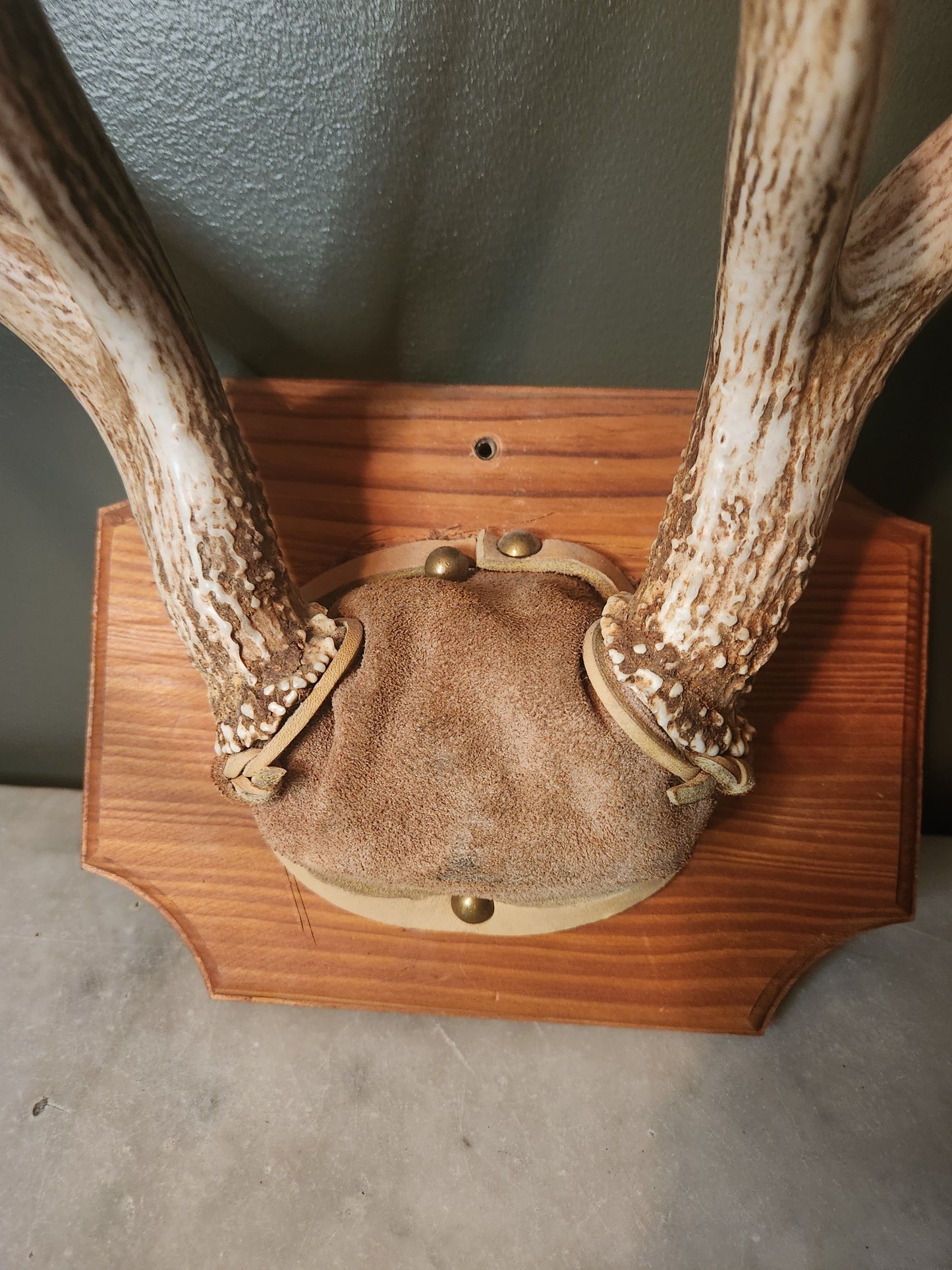 Full set, 8 point antlers mounted