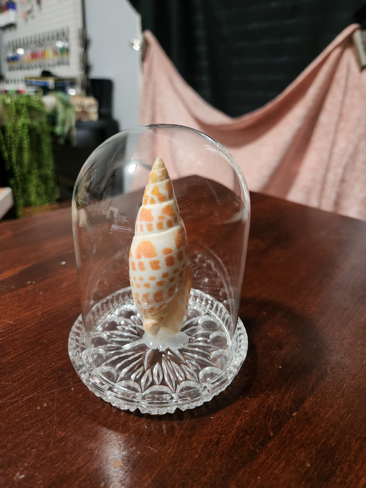 Spotted shell cloche