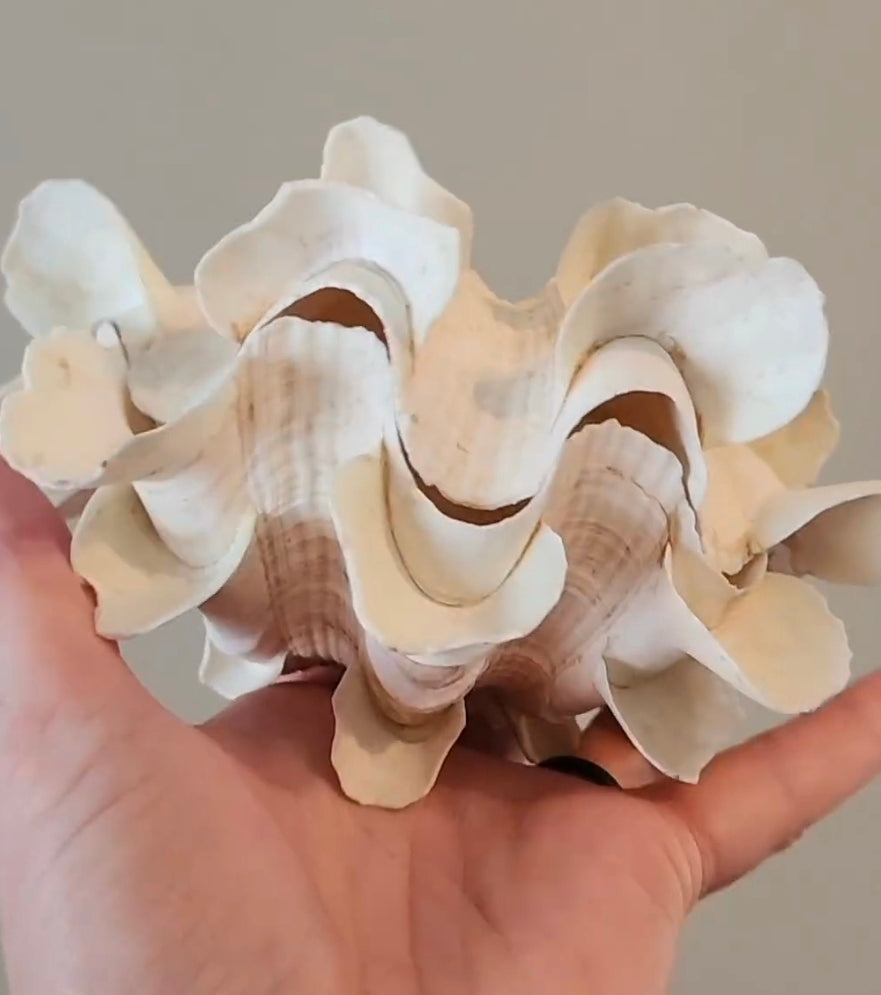 Ruffle Clamshell