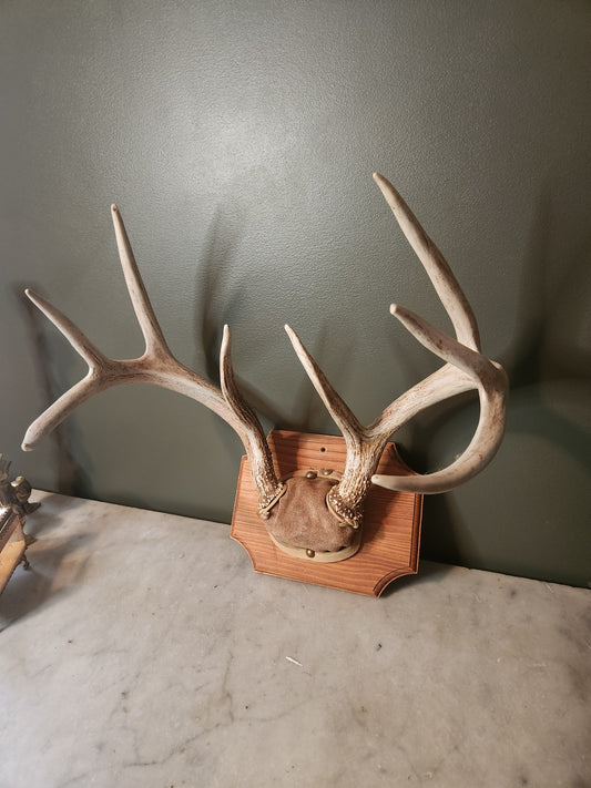 Full set, 8 point antlers mounted
