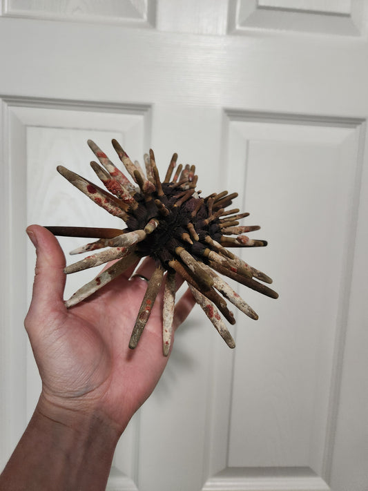 Deep Sea Urchin for Kim