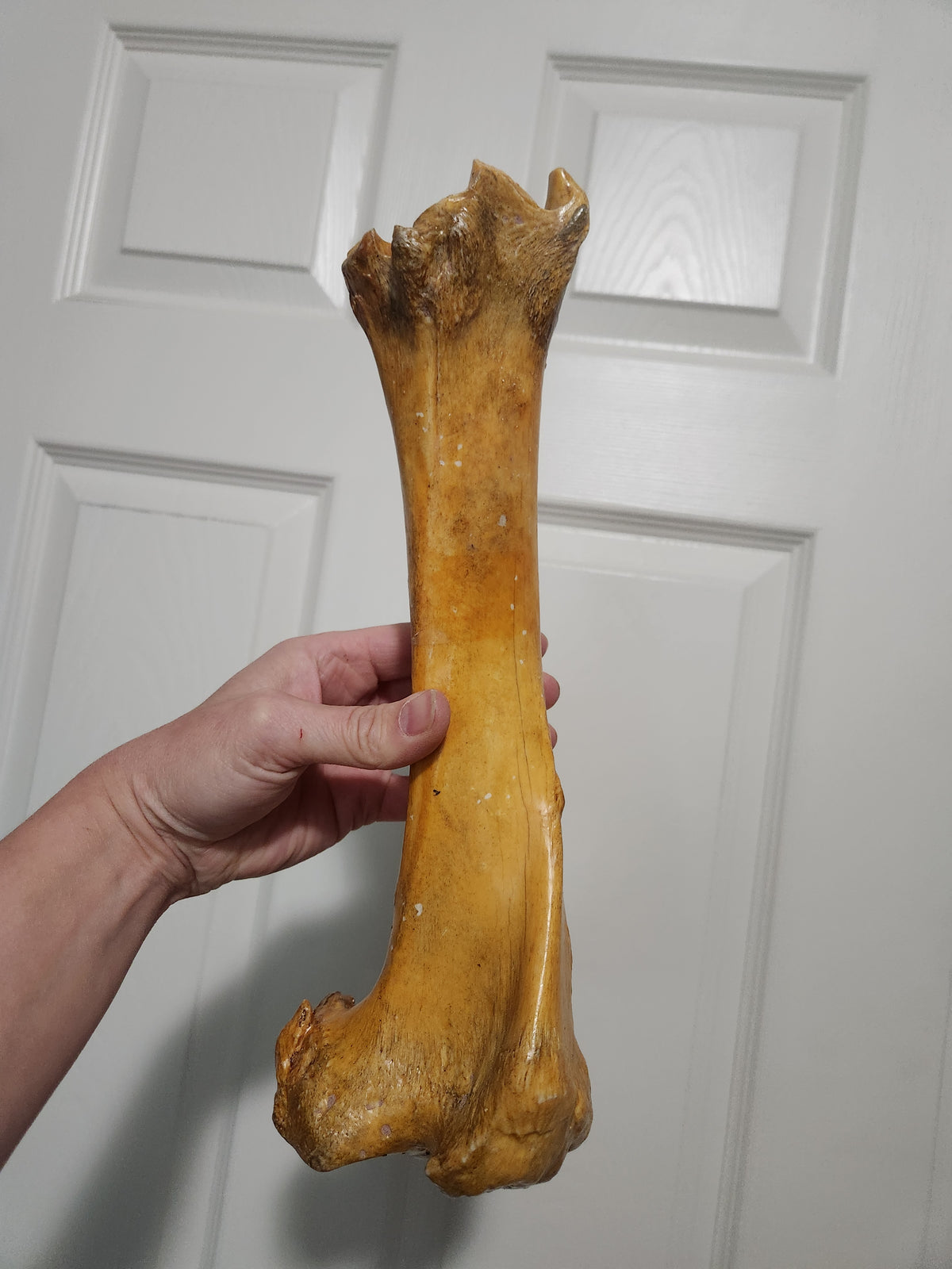 Femur for sabrina