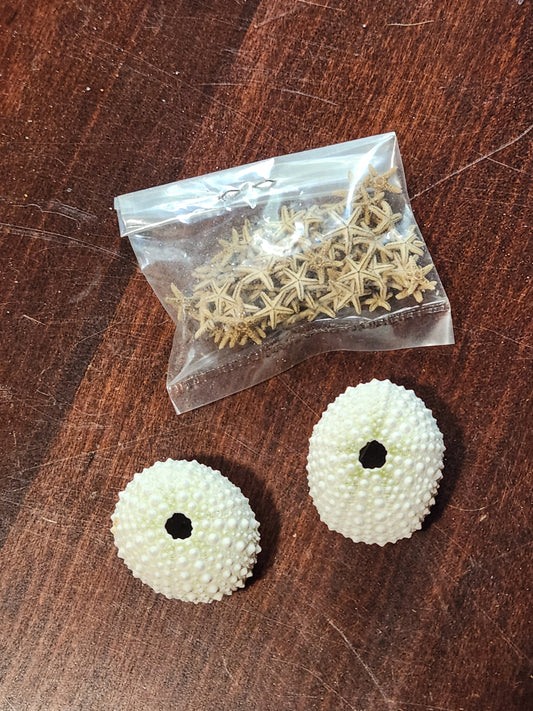 Star fish and 2 magnets