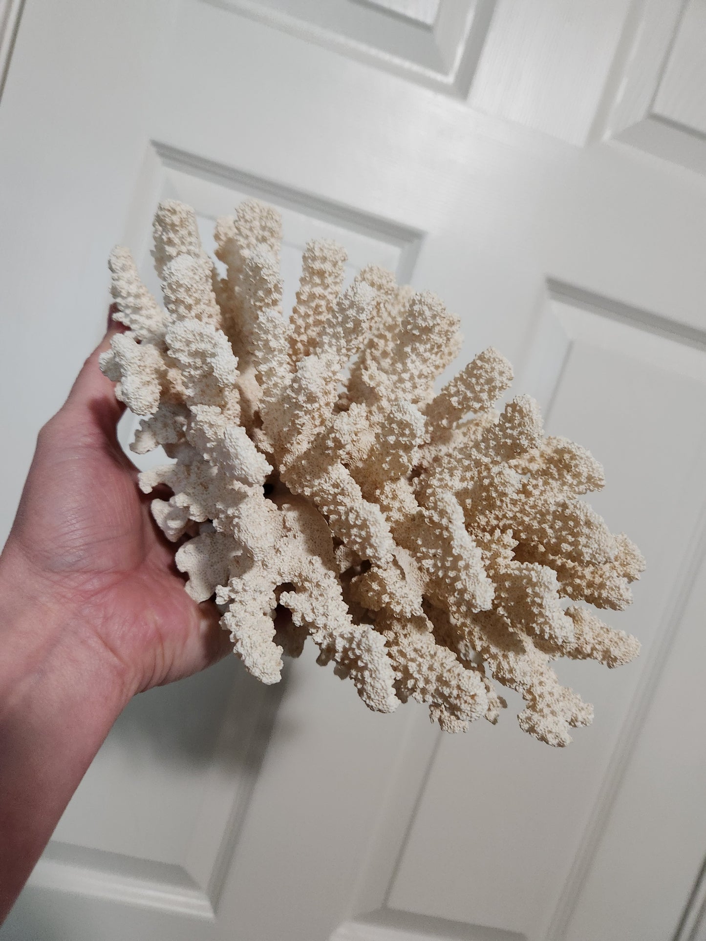 Coral
