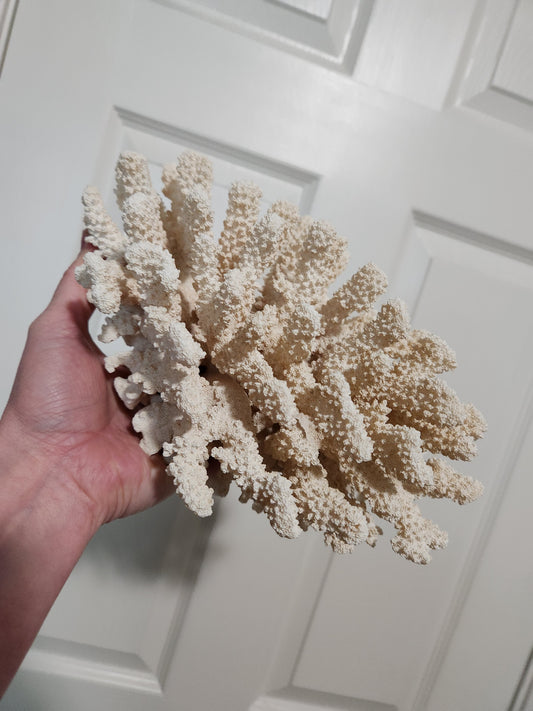Coral
