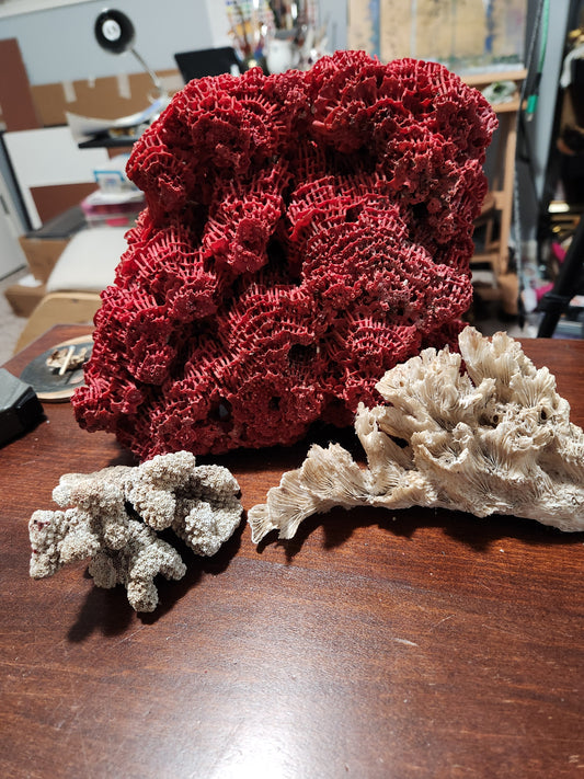 Coral for northshorejules
