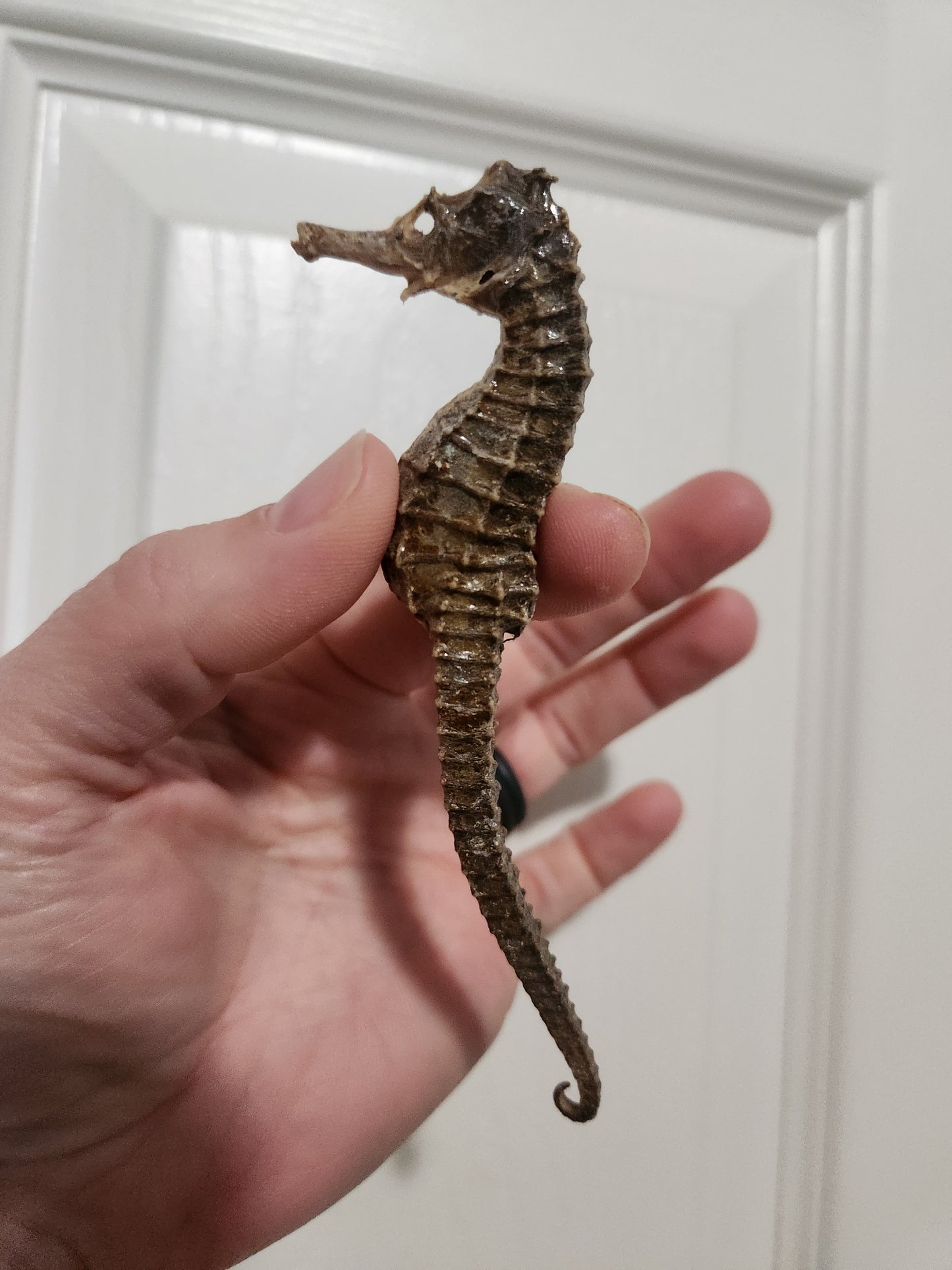 Seahorse jess