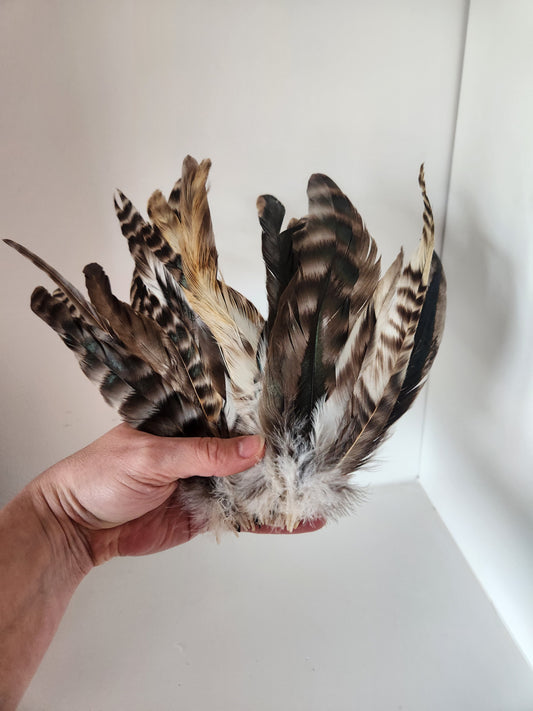 Chinchilla Rooster Coque Tails