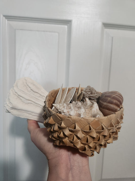 Shells/coral for noweta