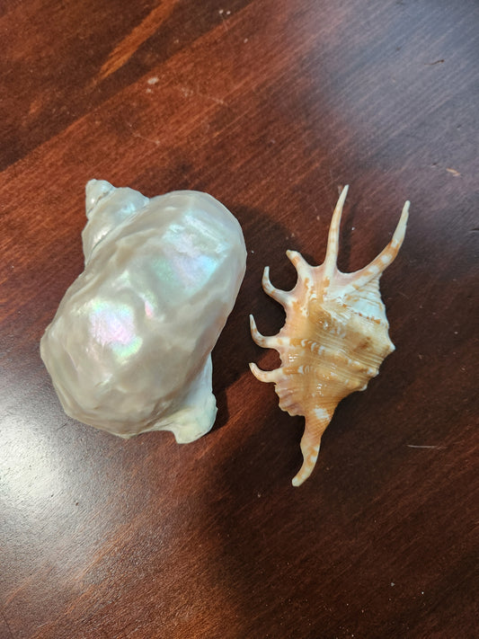 Shells for Pam