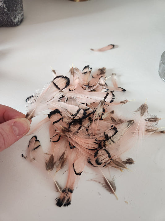 Lady Amherst Pheasant Crest Plumage- Champagne