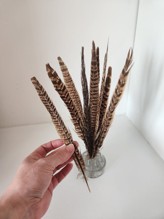 Ringneck Pheasant Tail feathers 10-12"