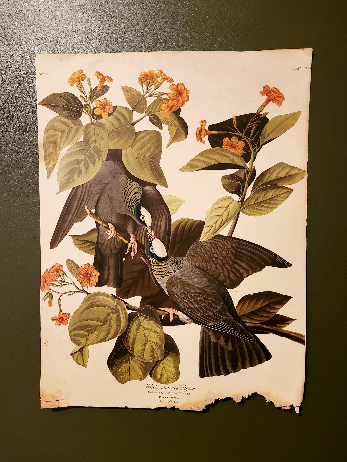 John James Audubon White Crowned Pigeon Print Plate CLXX