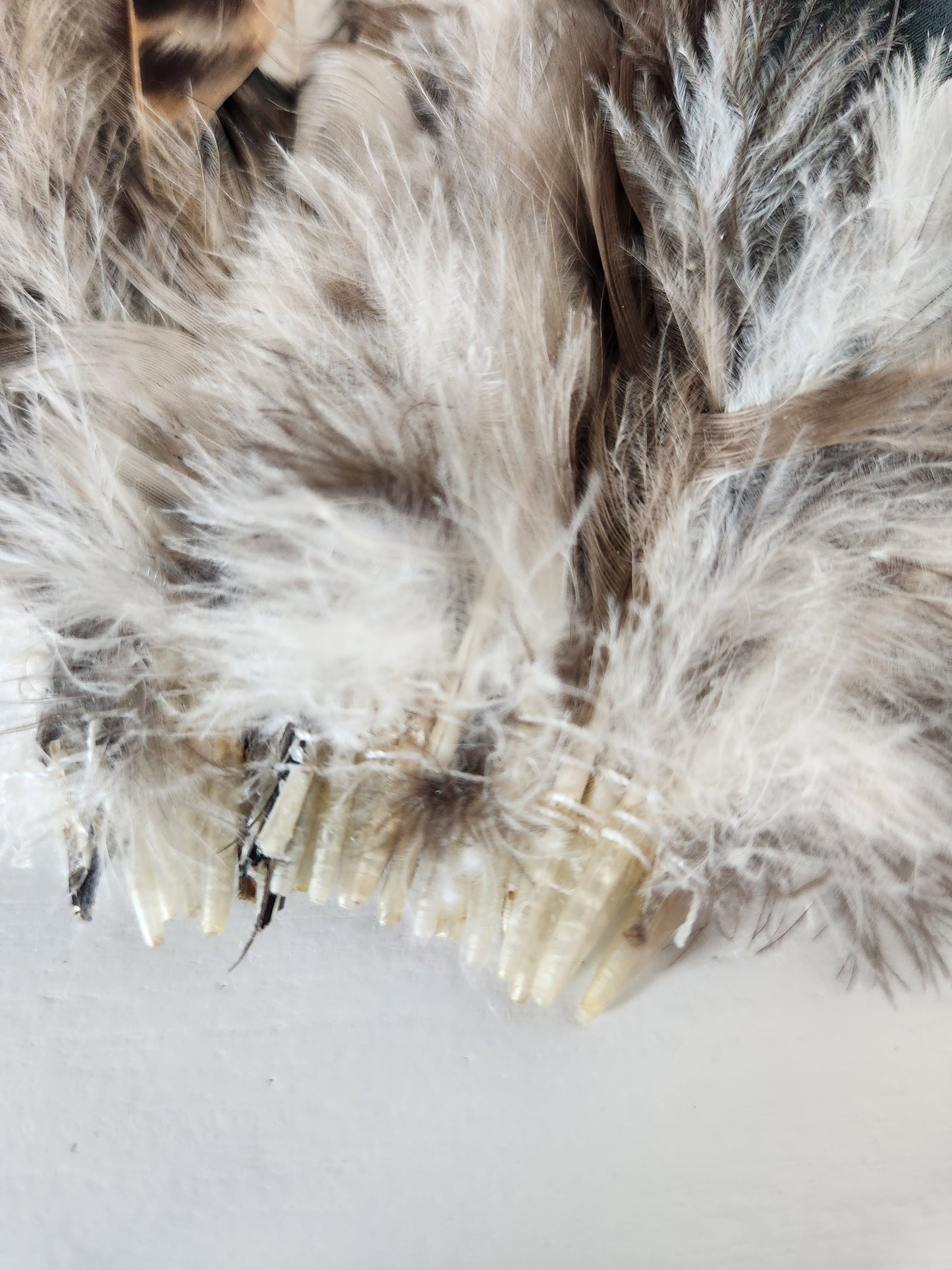 Chinchilla Rooster Coque Tails
