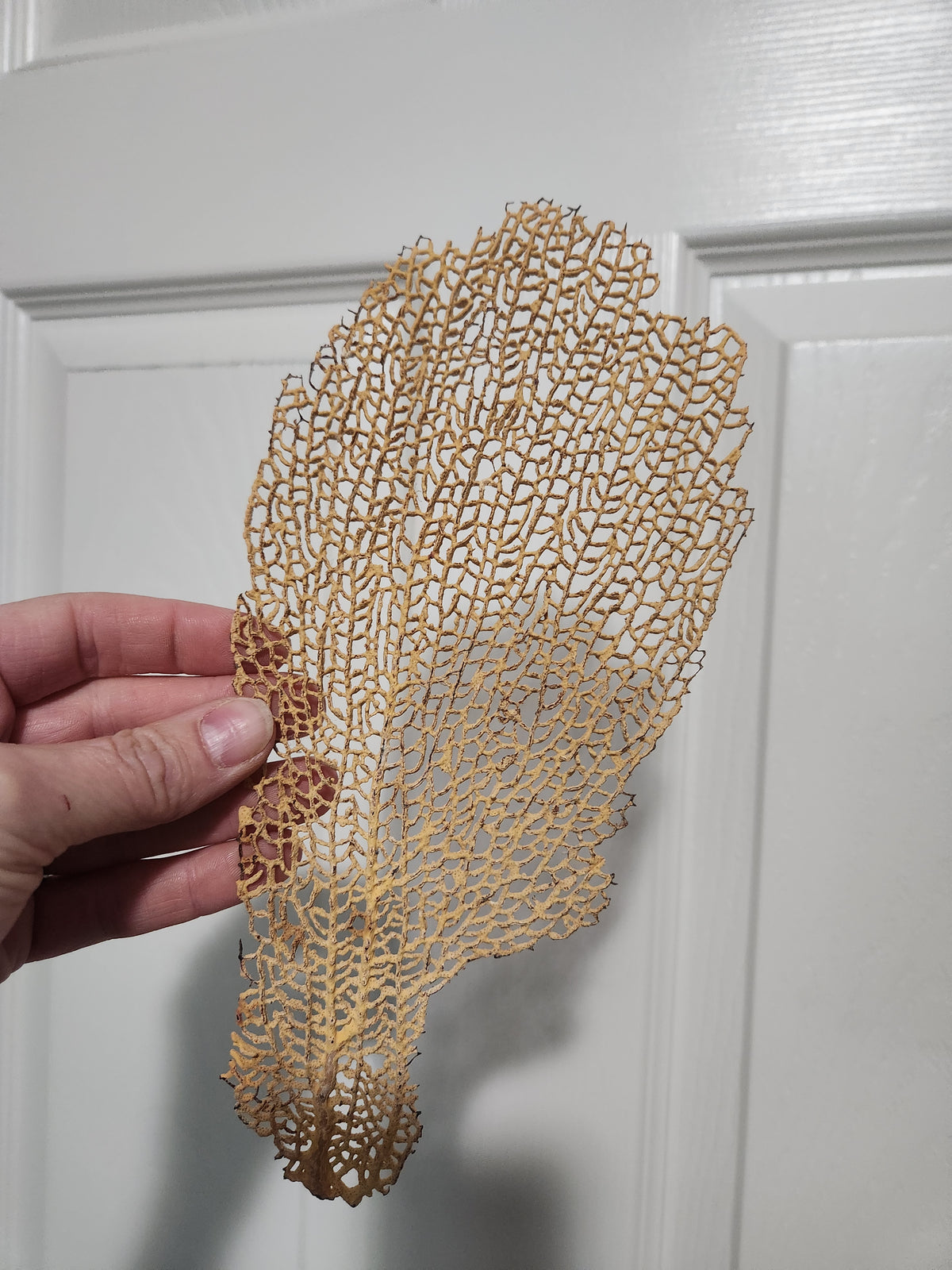 Sea fan for jess