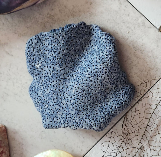 Blue coral piece for sassafrass