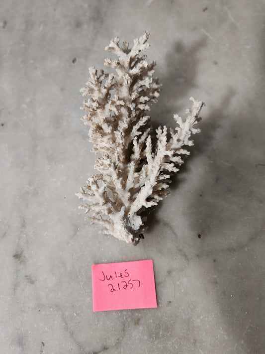 Coral for Jules